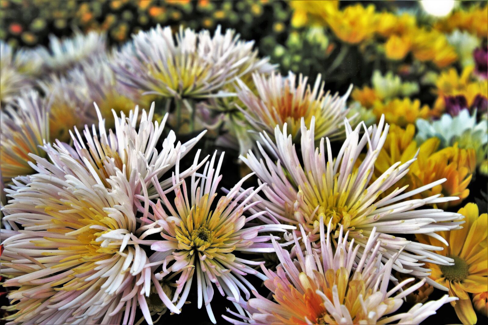 Canon EOS 80D sample photo. Chrysanthemum, autumn, flowers photography