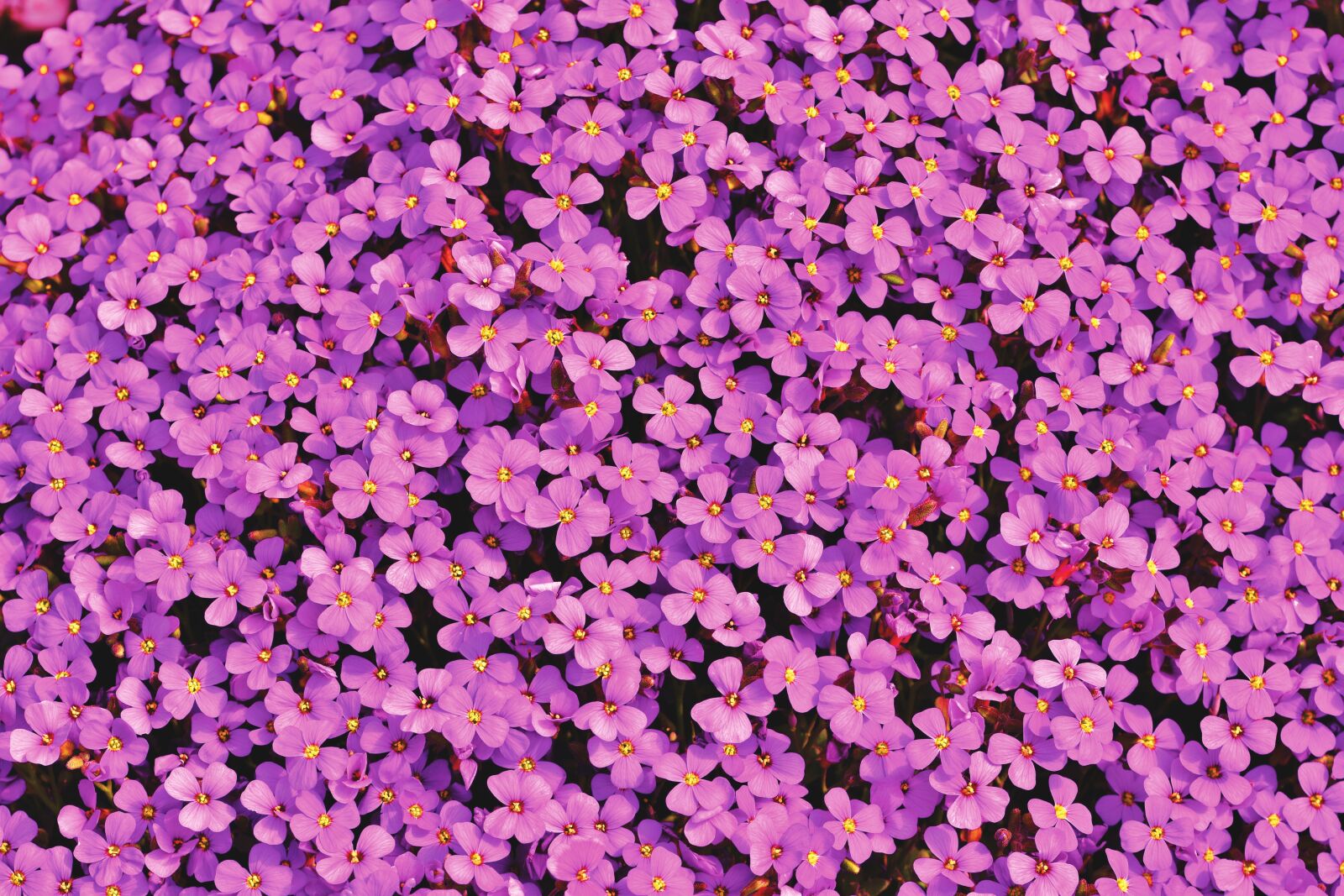 Nikon D7200 sample photo. Blue pillow, aubrietien, violet photography