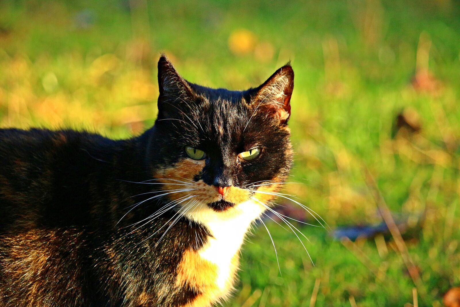Canon EOS 100D (EOS Rebel SL1 / EOS Kiss X7) sample photo. Mieze, cat, three coloured photography