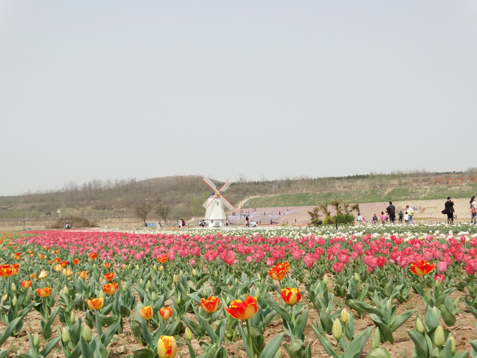 Sony Cyber-shot DSC-HX300 sample photo. Sea of flowers, tulip photography