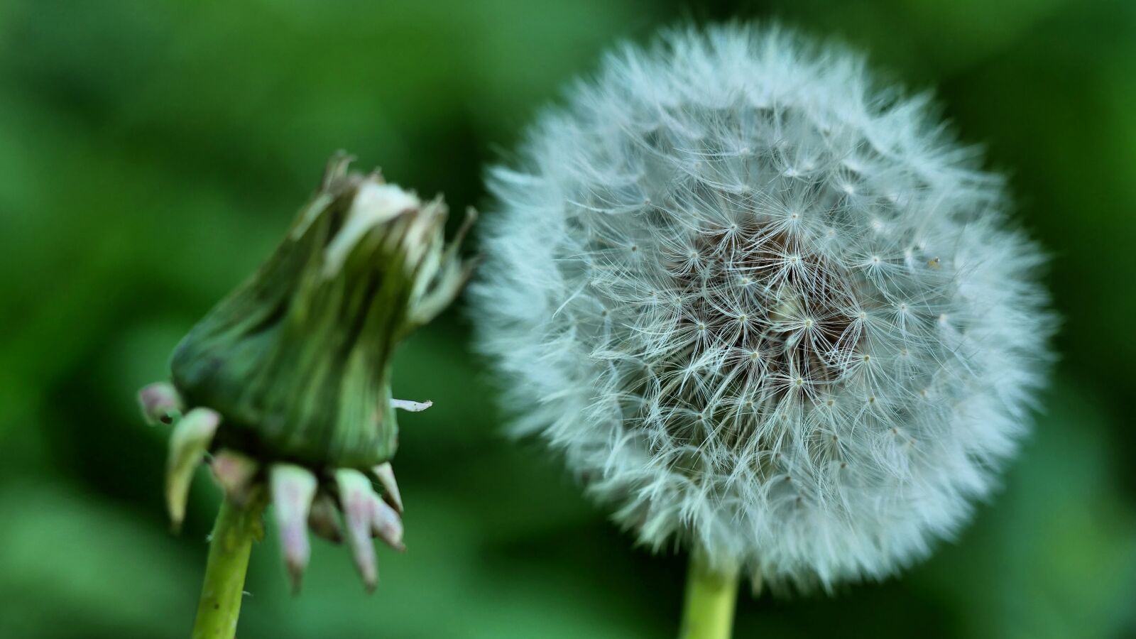 Panasonic Lumix DMC-G85 (Lumix DMC-G80) sample photo. Dandelion, pluisbloem, blaasbloem photography
