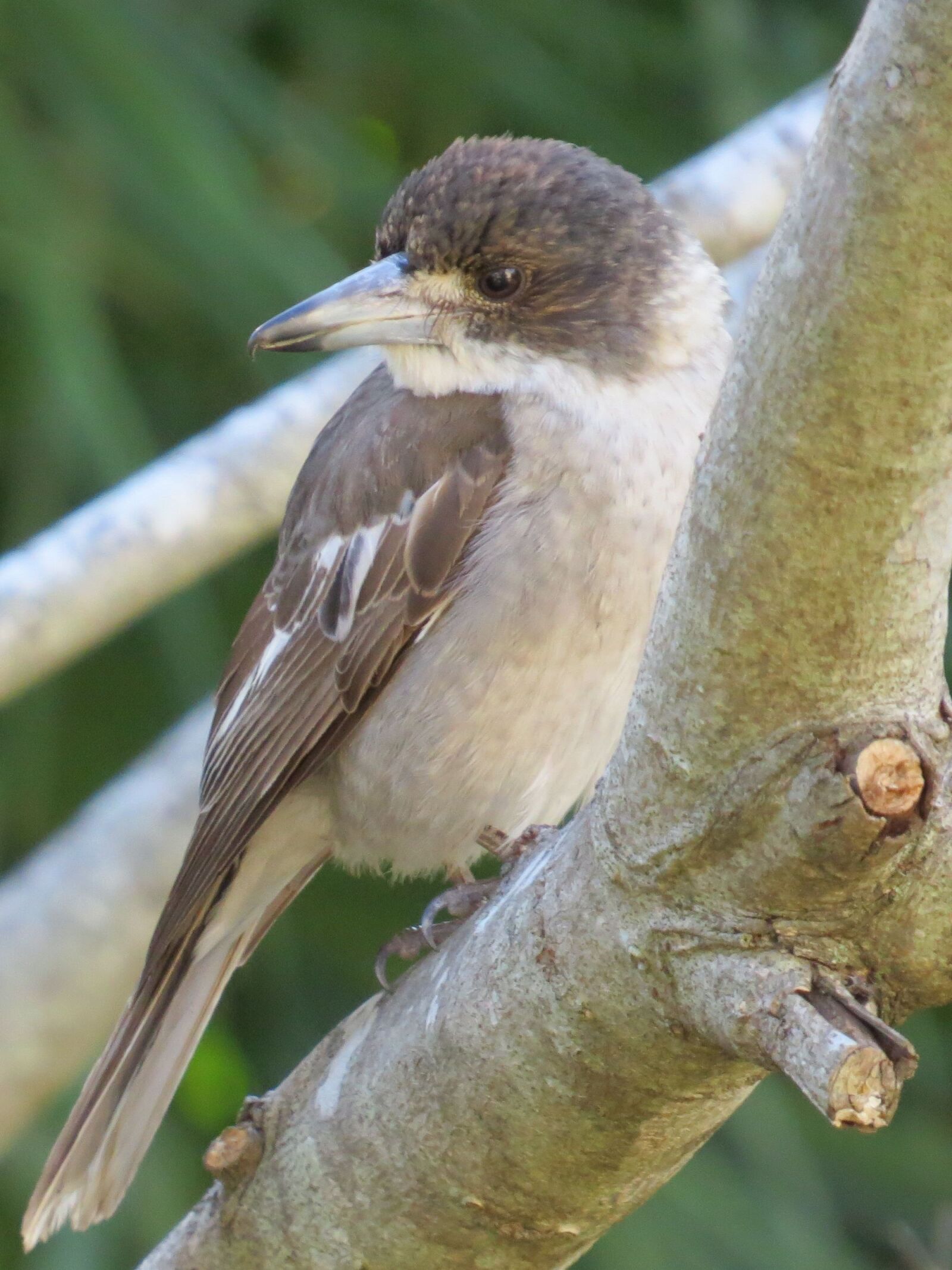 Canon PowerShot SX50 HS sample photo. Pied butcherbird, juvenile, australia photography