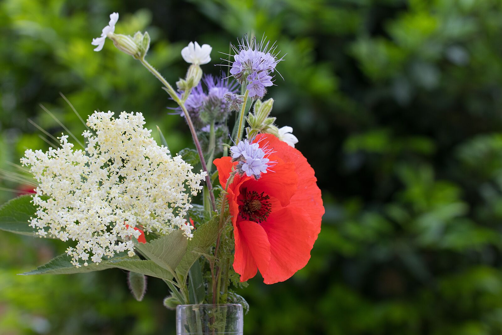 Canon EOS 80D sample photo. Spring flowers, poppy, blossom photography