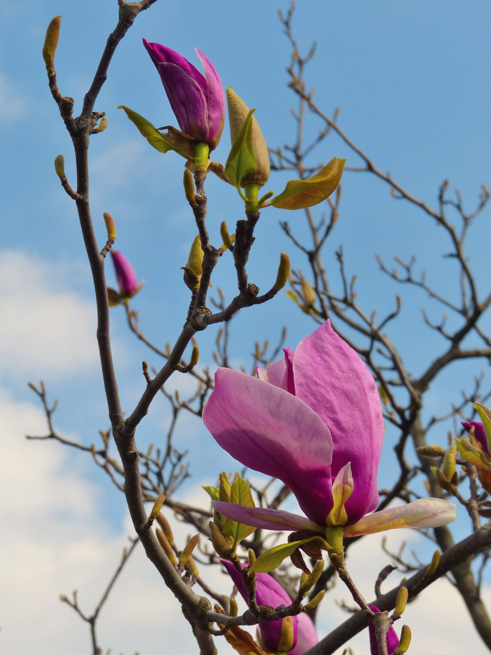 Panasonic Lumix DMC-FZ200 sample photo. Magnolia, pink magnolia, flower photography