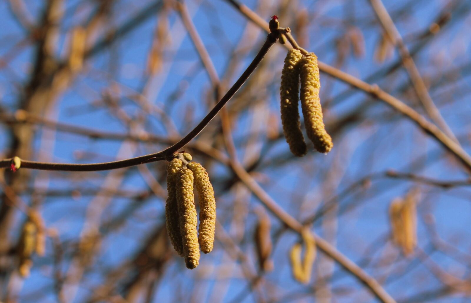 Canon EOS 1200D (EOS Rebel T5 / EOS Kiss X70 / EOS Hi) sample photo. Hazel, tree, plant photography