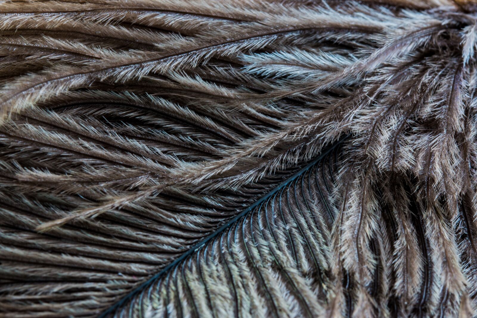 Canon EOS 70D sample photo. Ostrich feather, feather, close photography