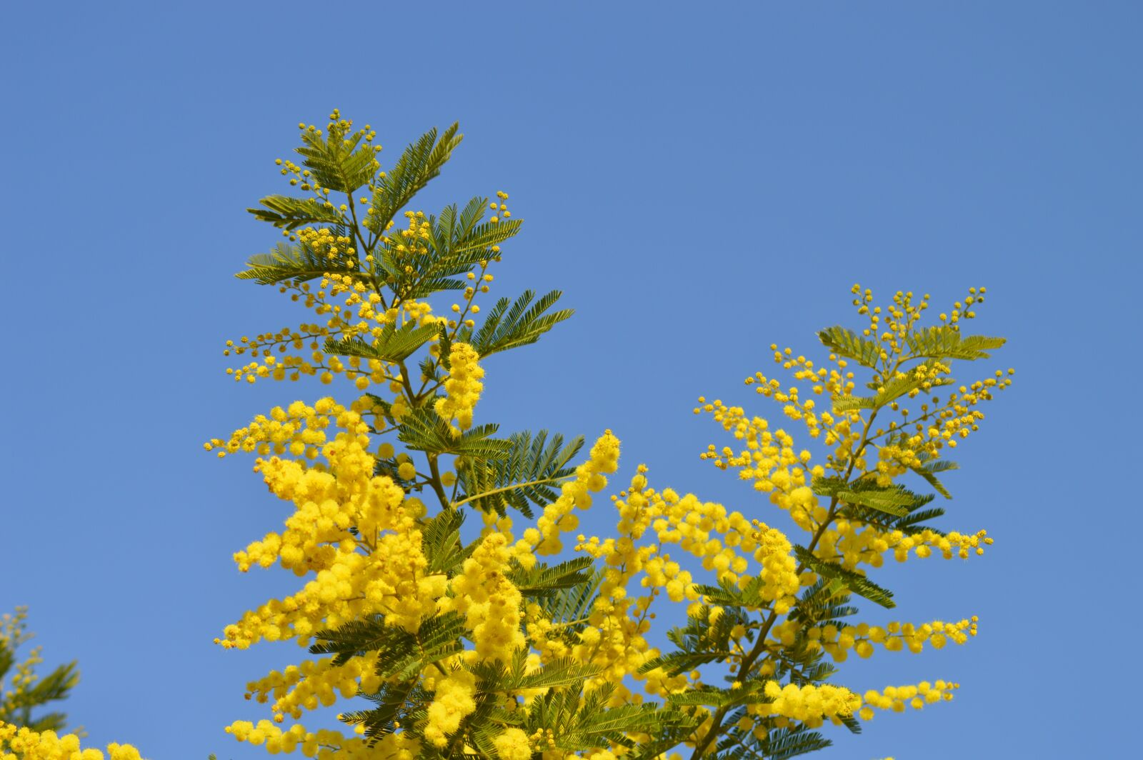 Nikon D3200 sample photo. Mimosa, flowers, yellow photography