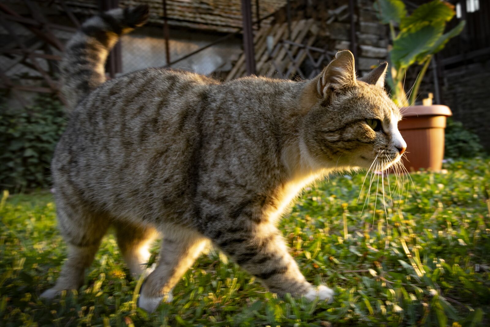 Nikon D3300 sample photo. Kitten, cat, animal photography