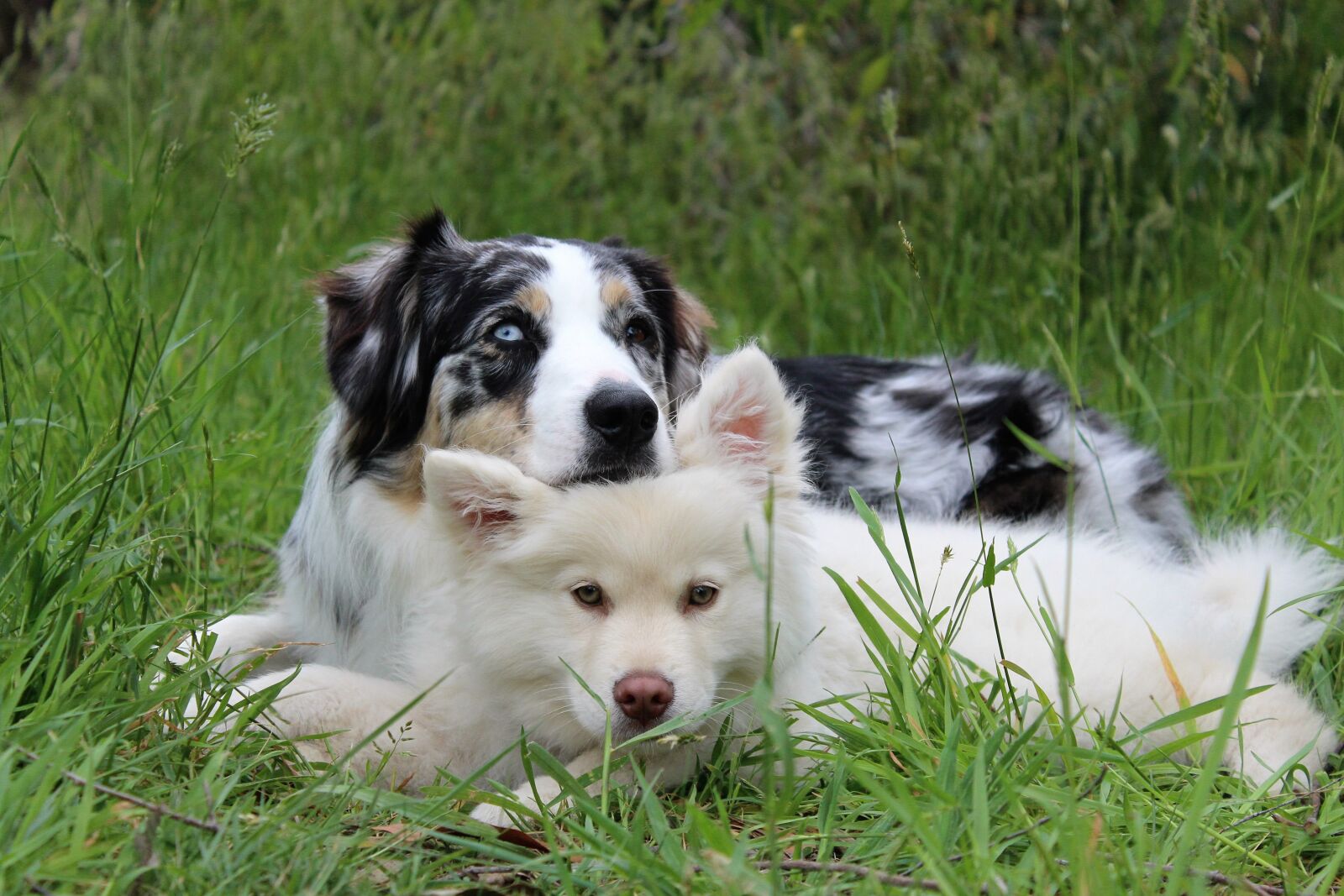 Canon EOS 1200D (EOS Rebel T5 / EOS Kiss X70 / EOS Hi) sample photo. Dogs, puppy, cute photography