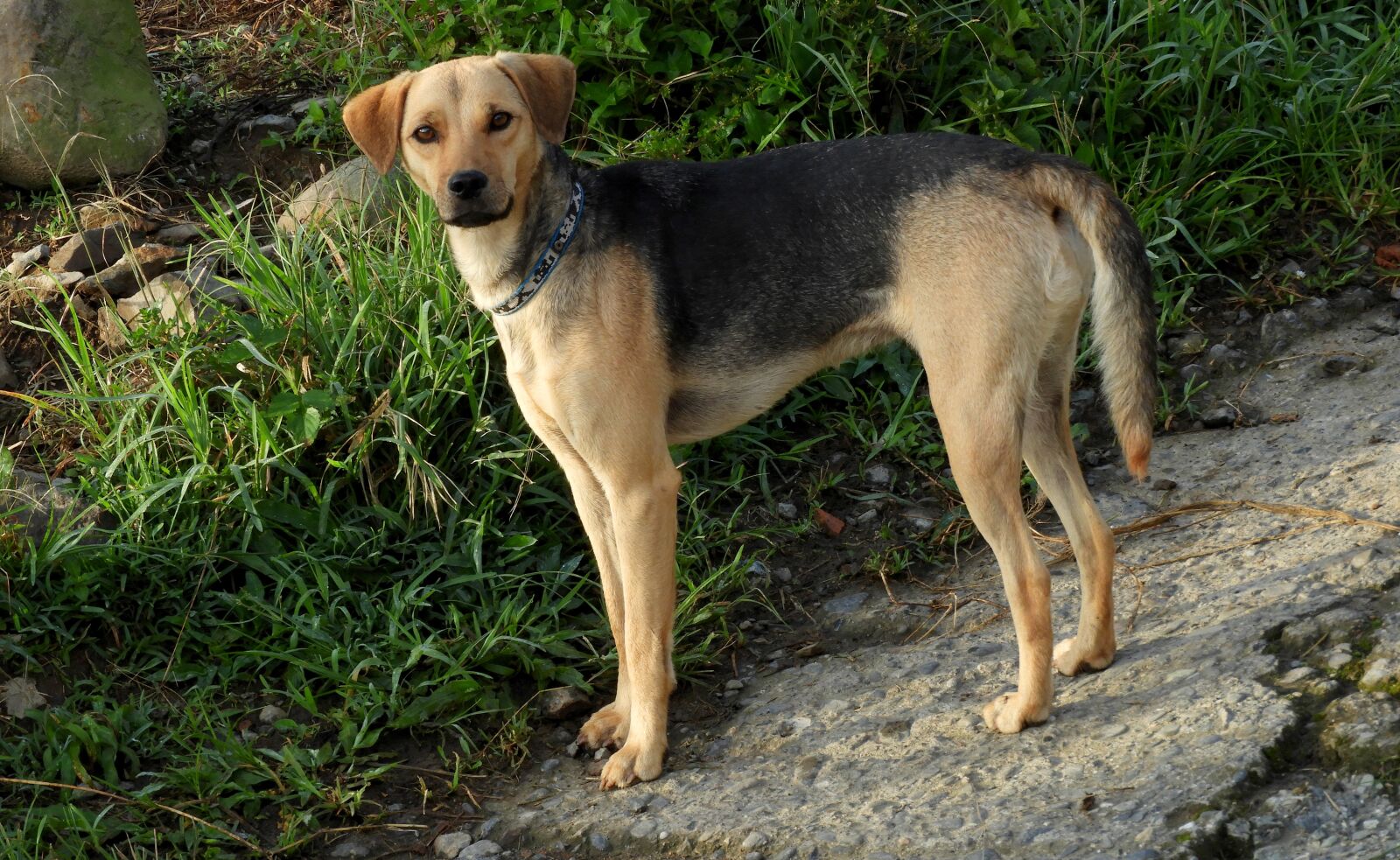 Nikon Coolpix B700 sample photo. Animal, canine, dog farmer photography