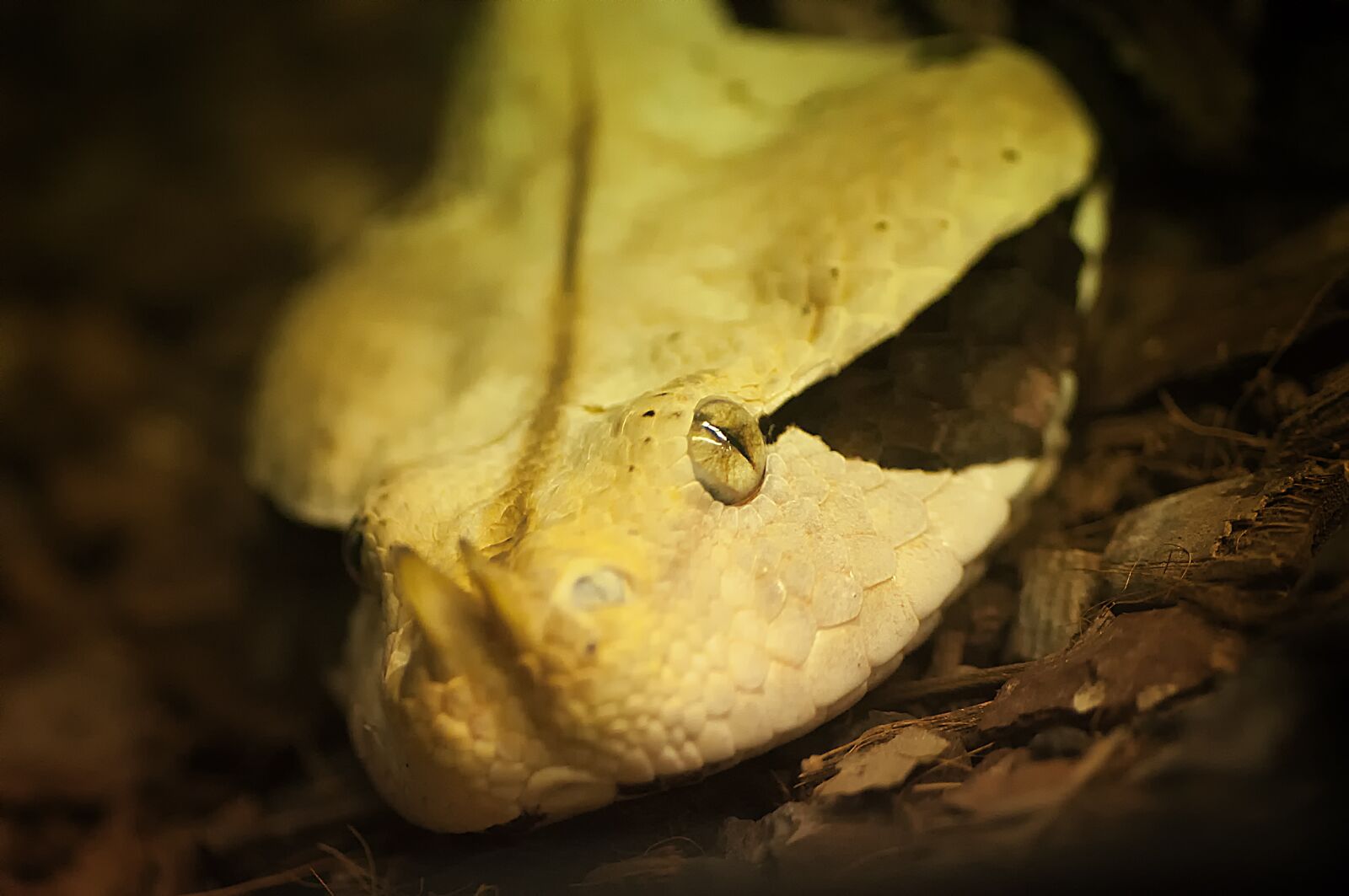 Nikon D90 sample photo. Reptile, snake, poisonous photography