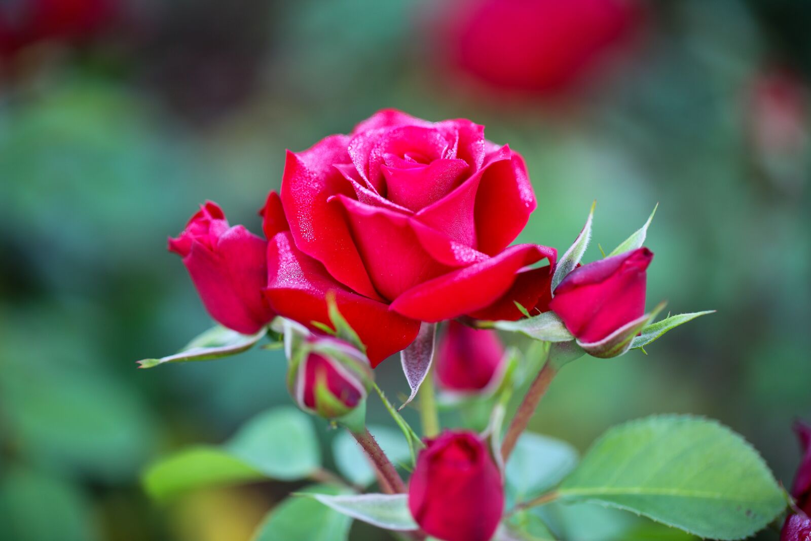 Canon EOS 5D Mark II sample photo. Flowers, rose, plants photography