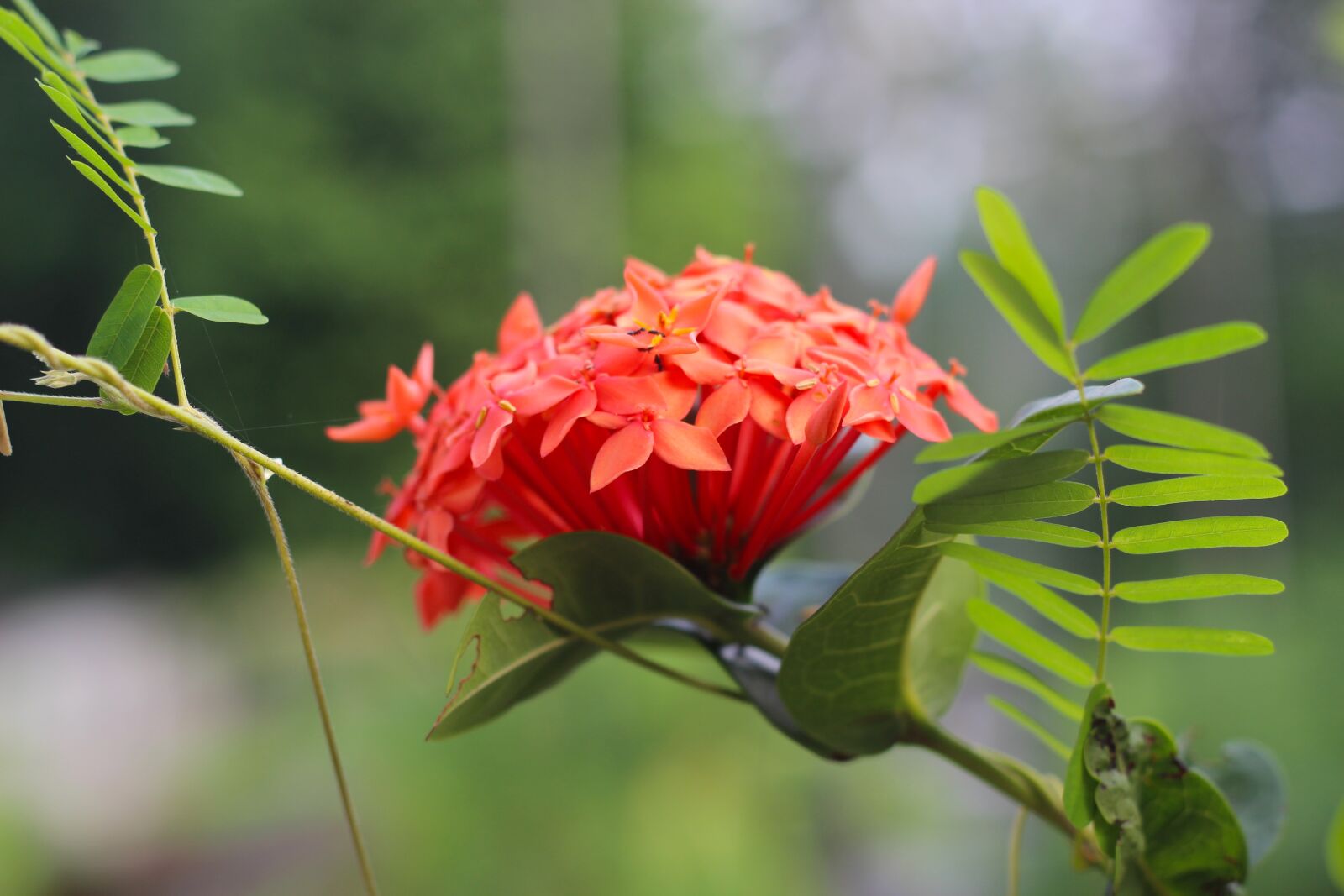 Canon EOS 600D (Rebel EOS T3i / EOS Kiss X5) + Canon EF 50mm F1.8 II sample photo. Flower, ixora, red photography
