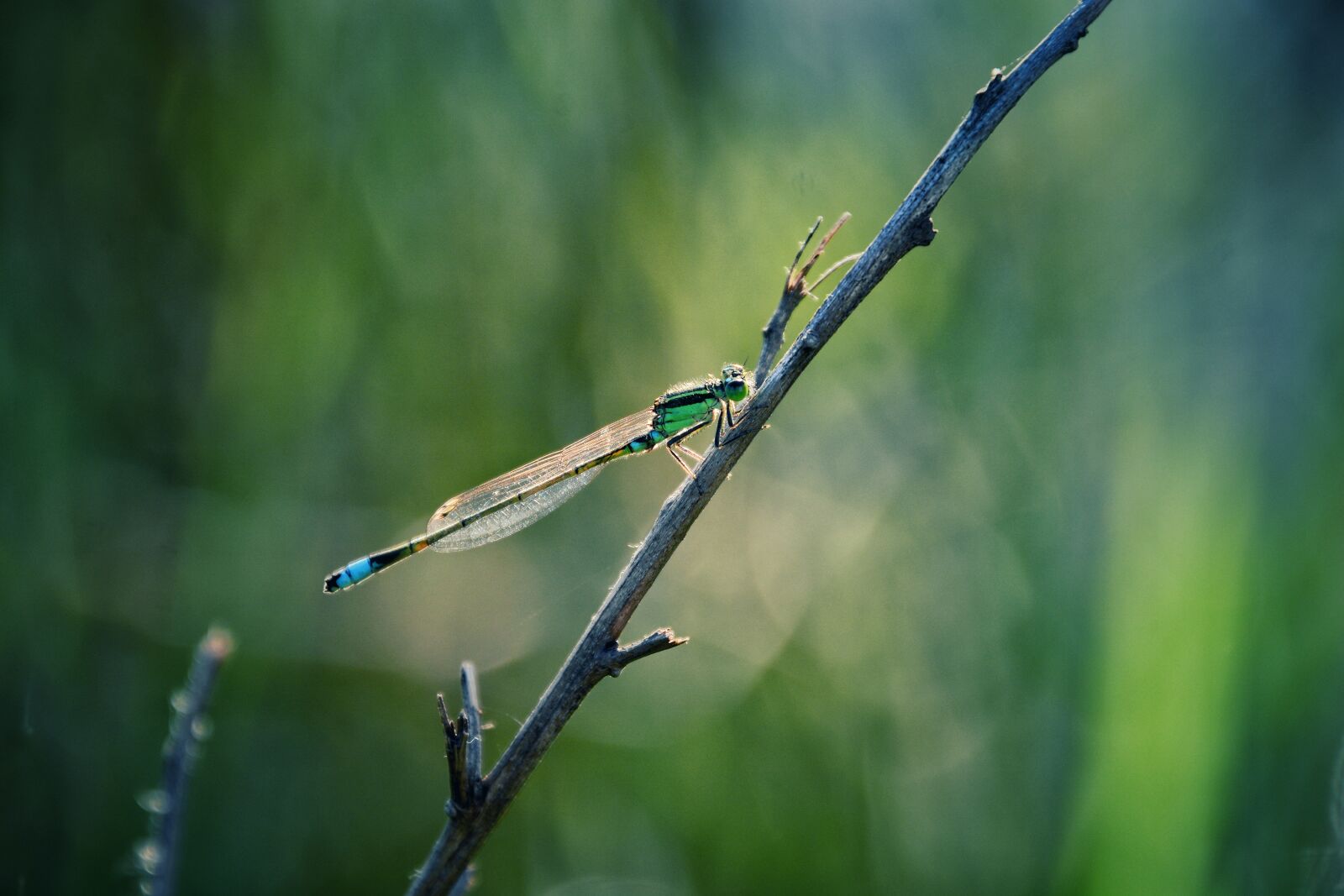 Nikon D7100 sample photo. Nature, outdoor, leaf photography