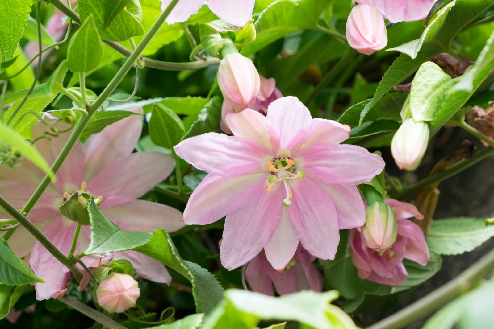 Fujifilm X-T10 sample photo. Passion, passiflora, flower photography