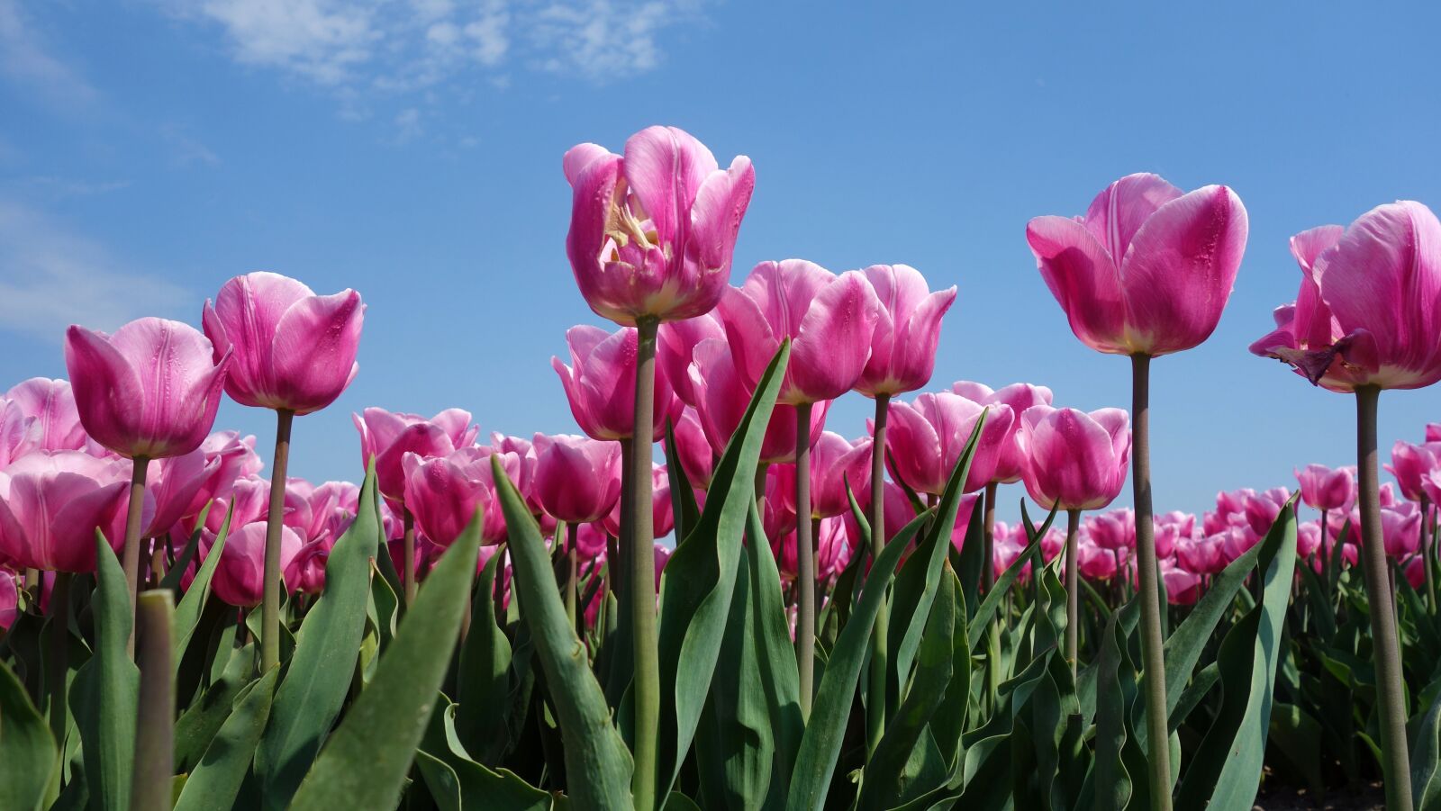 Sony Cyber-shot DSC-RX100 sample photo. Tulips, bulbs, tulip photography