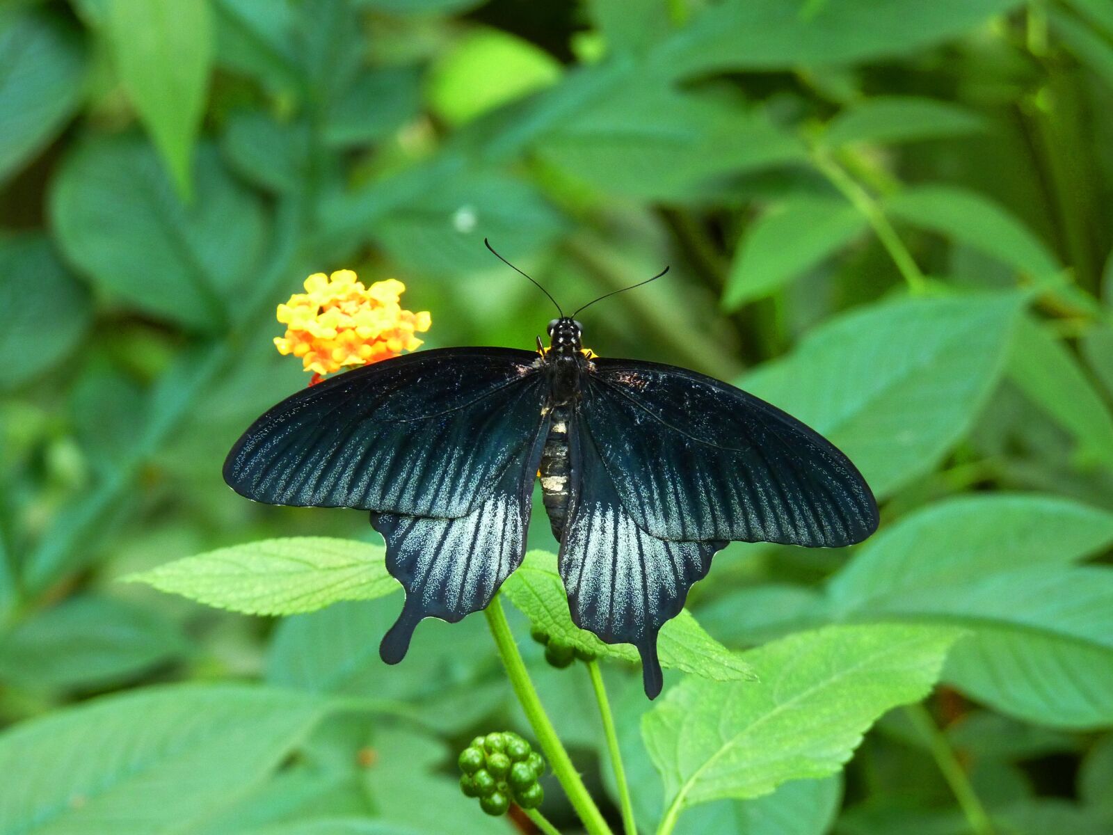Panasonic Lumix DMC-FZ35 (Lumix DMC-FZ38) sample photo. Butterfly, bug, flower photography