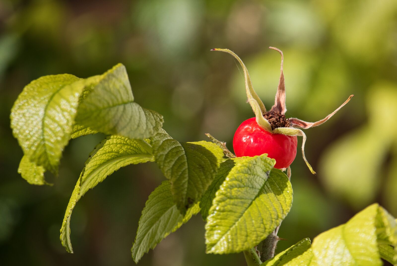 Canon EF-S 55-250mm F4-5.6 IS STM sample photo. Rose hip, plant, autumn photography