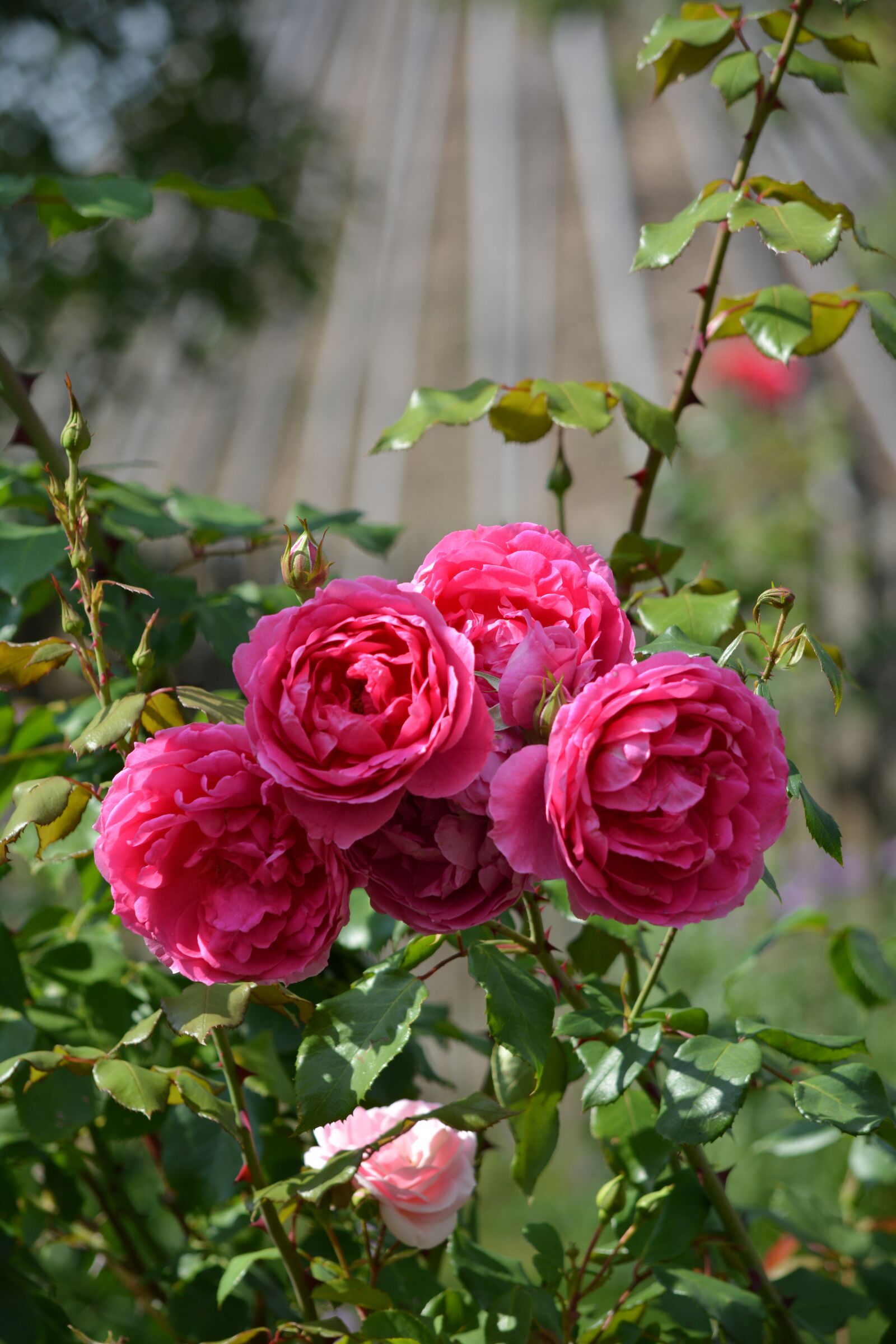 Nikon D5200 sample photo. Pink roses, roses, rose photography