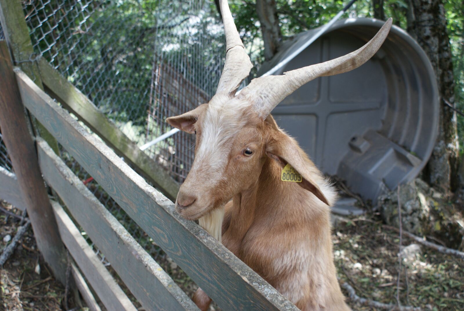 Sony Alpha DSLR-A200 sample photo. Goat, domestic, fauna photography