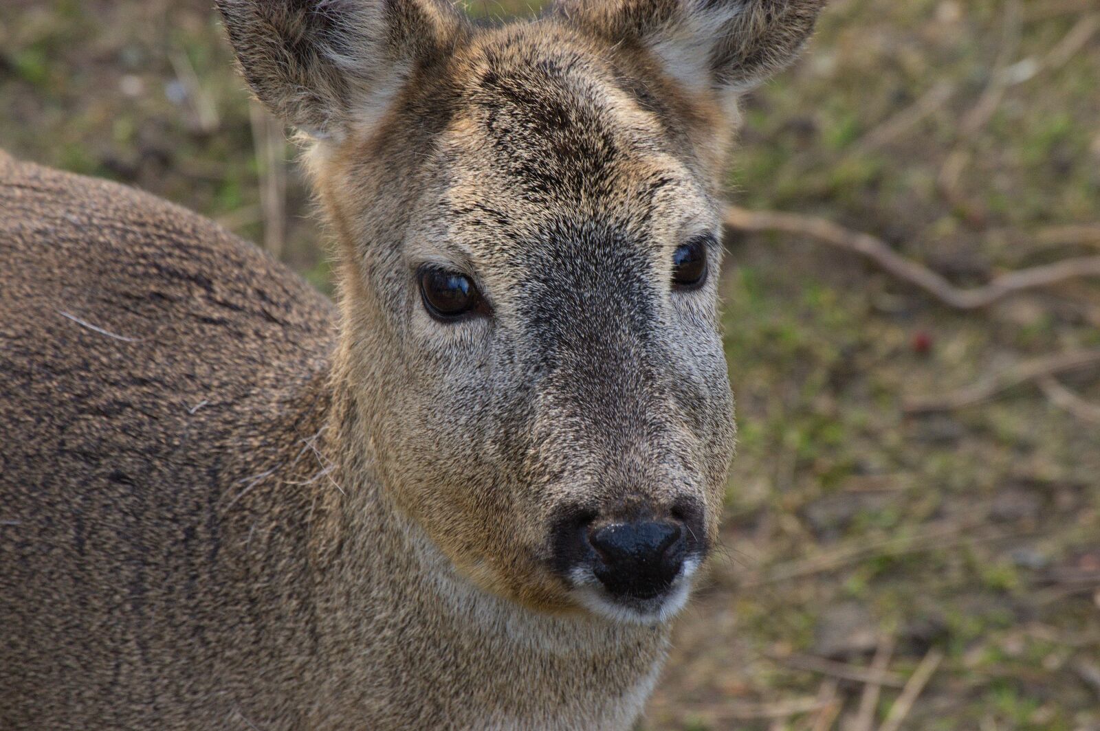 Pentax K-3 sample photo. Animal, deer, large photography