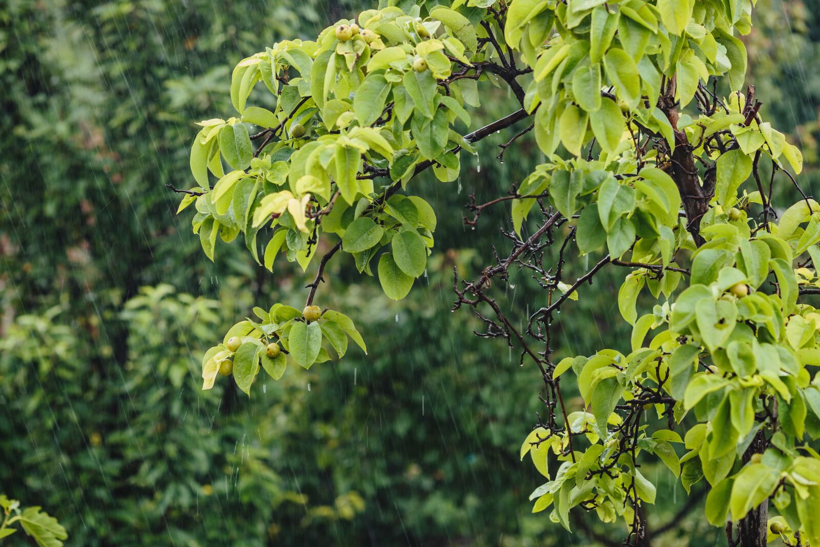 Canon EF 135mm F2L USM sample photo. Branches, orchard, pear, rain photography