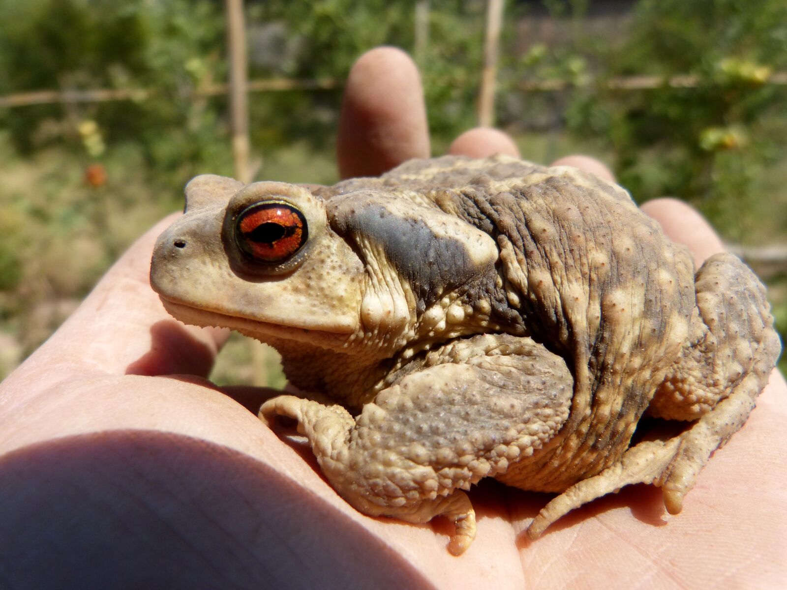 Panasonic DMC-FZ62 sample photo. Toad, bufo bufo, sky photography