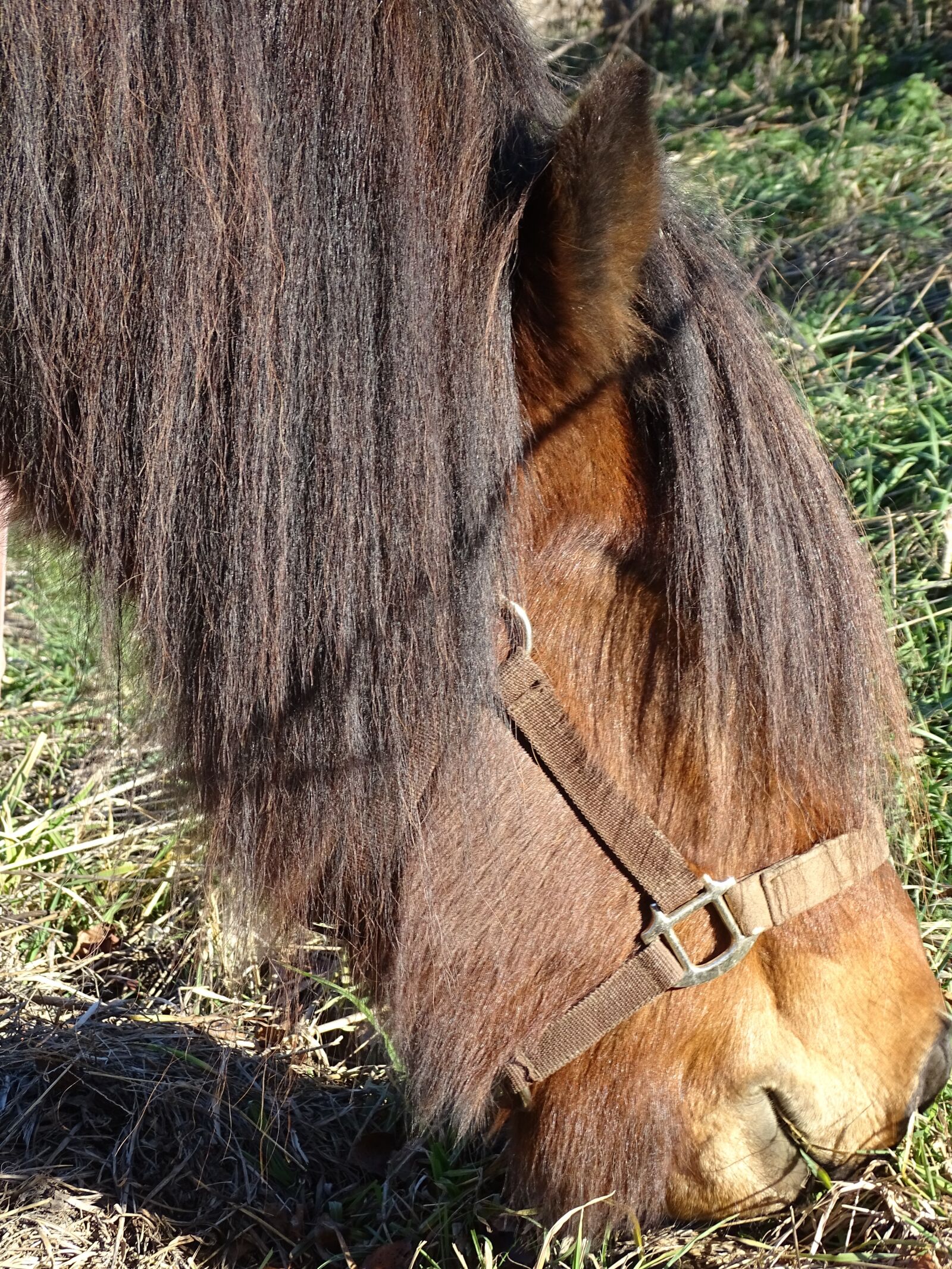 Sony Cyber-shot DSC-HX400V sample photo. Icelanders, horse head, pony photography