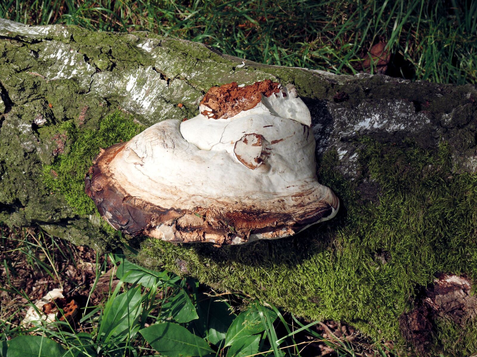 Panasonic DMC-FZ50 sample photo. Mushroom, agaric, white photography