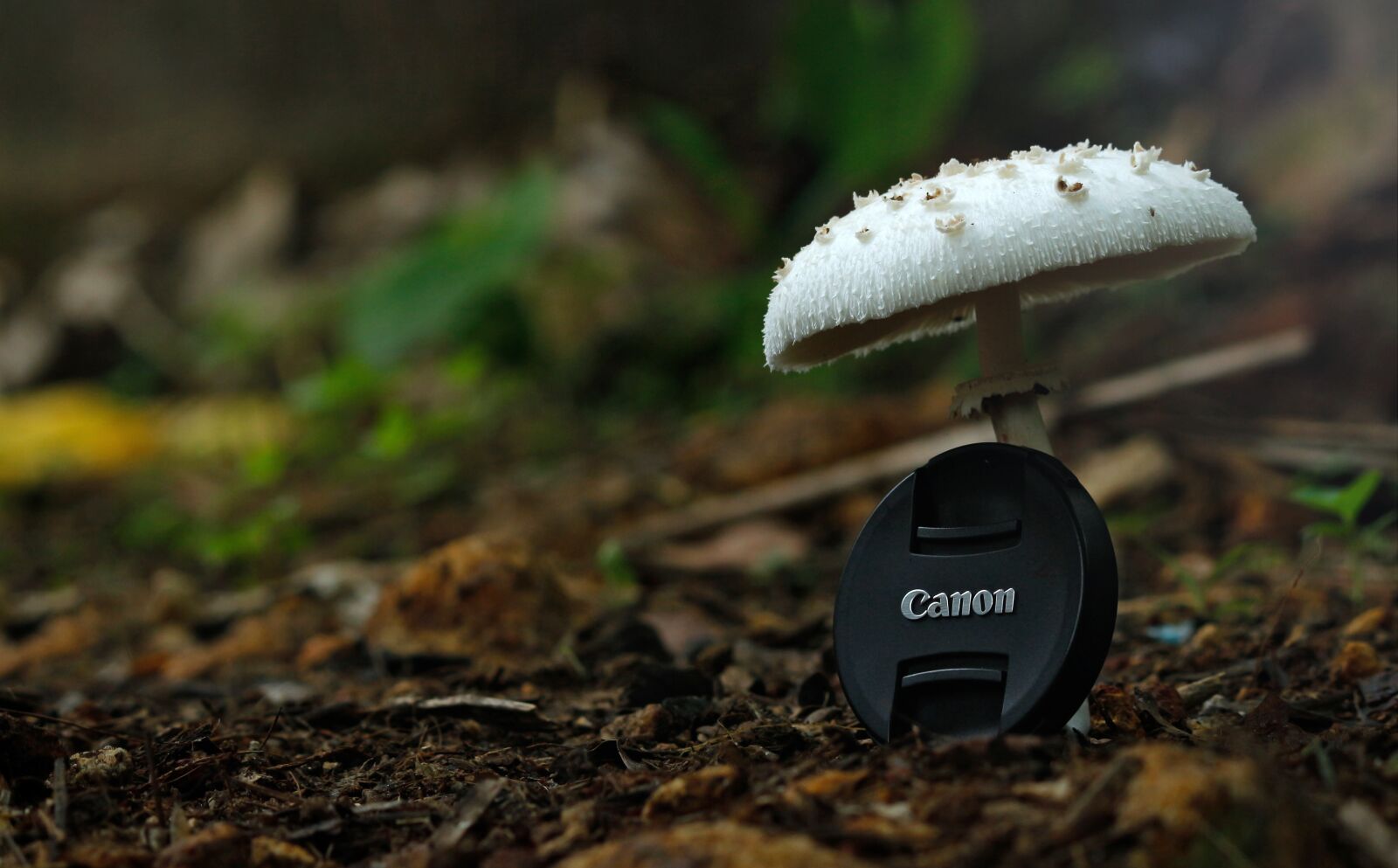 Canon EOS 700D (EOS Rebel T5i / EOS Kiss X7i) sample photo. Canon, canon cap, common photography