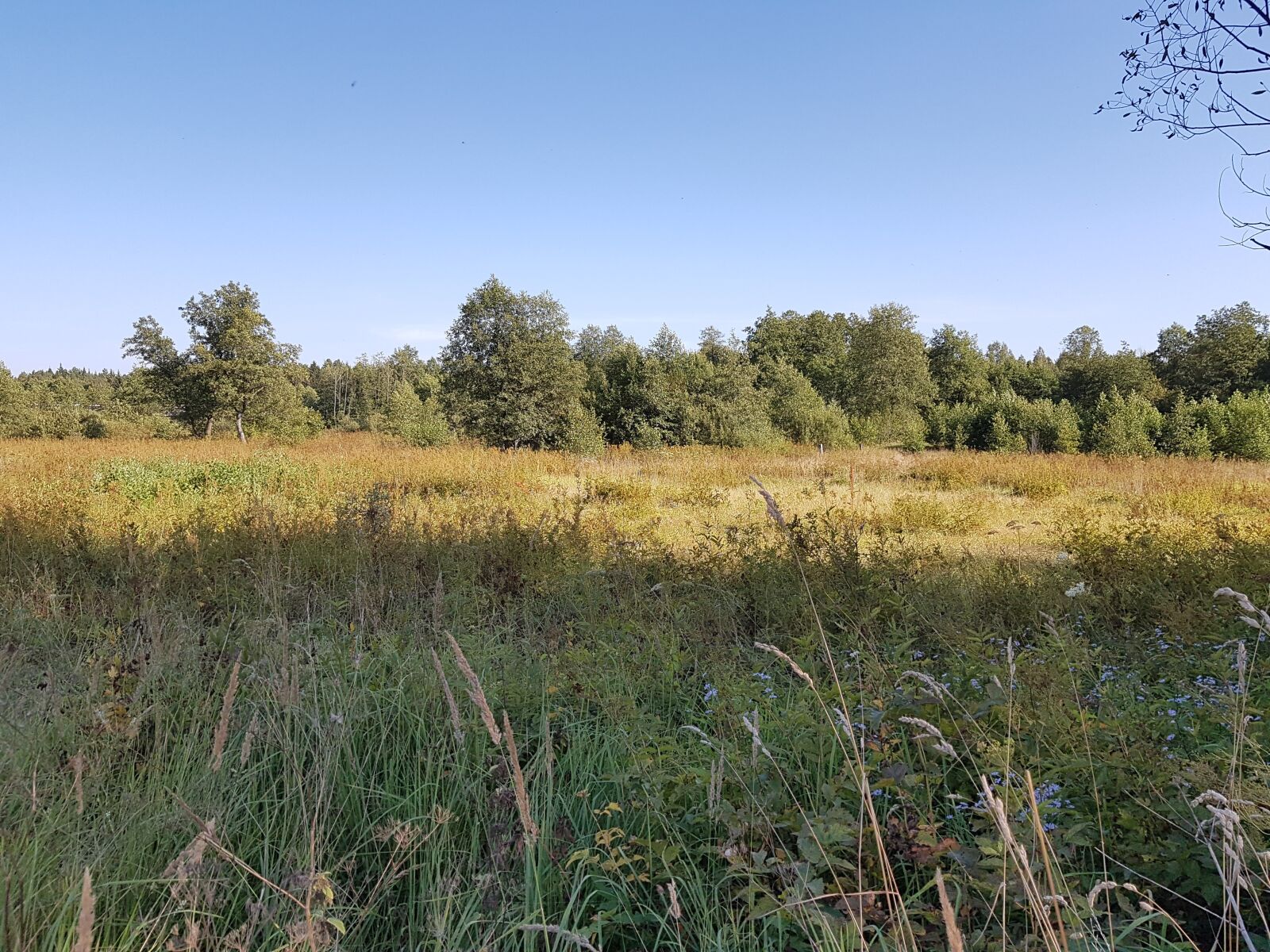 Samsung Galaxy S7 sample photo. Field, forest, nature photography