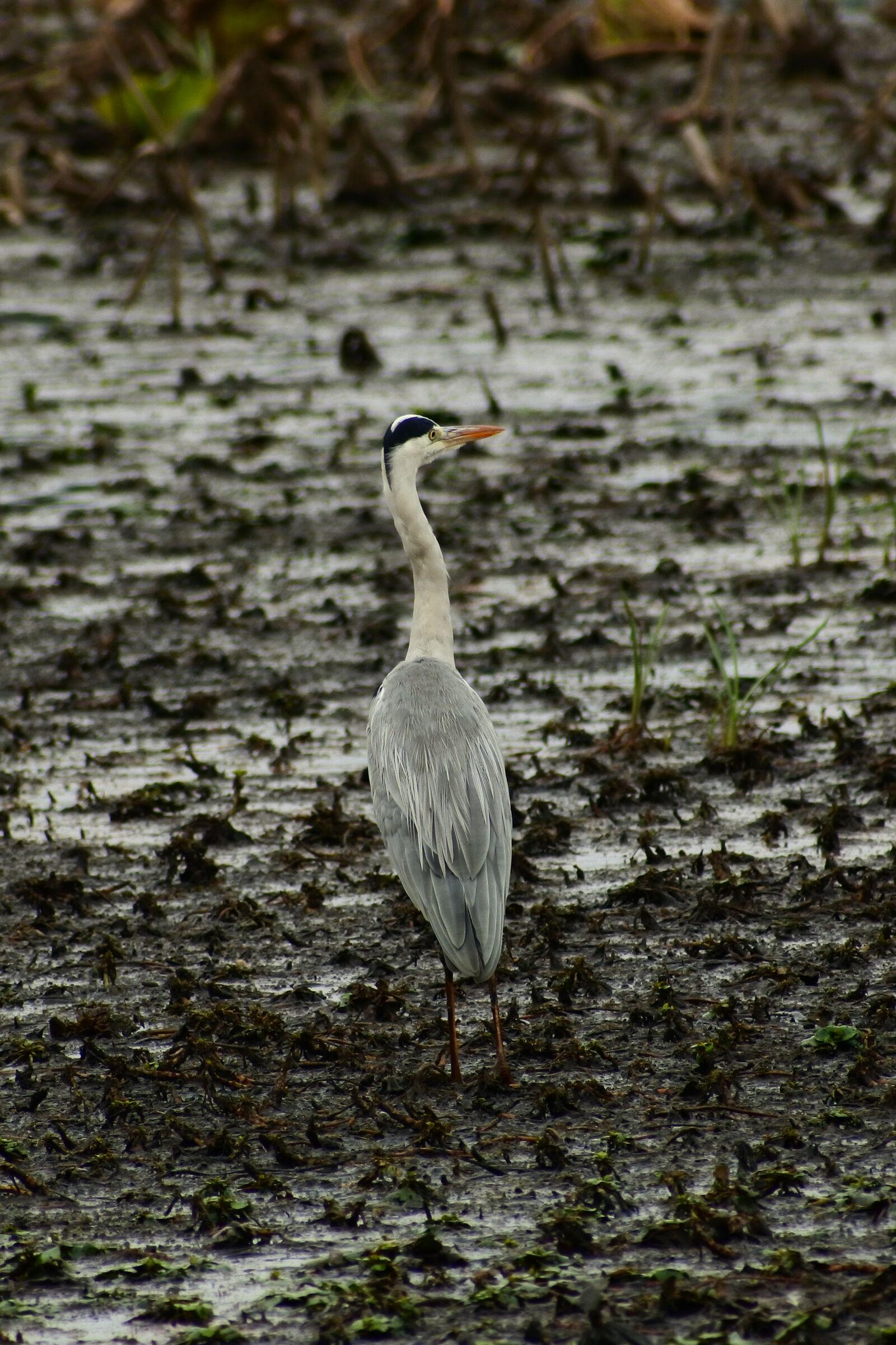 VR 70-300mm f/4.5-6.3G sample photo. Animal, pond, waterside photography