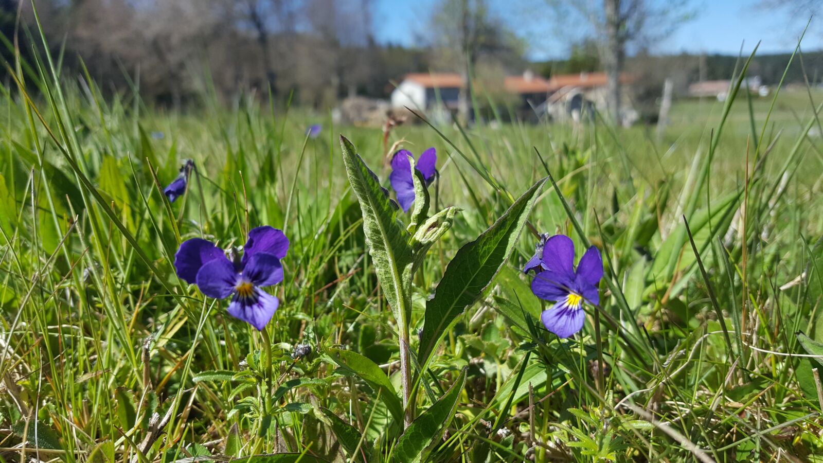 Samsung GALAXY S6 edge sample photo. Violet, spring, flowers photography