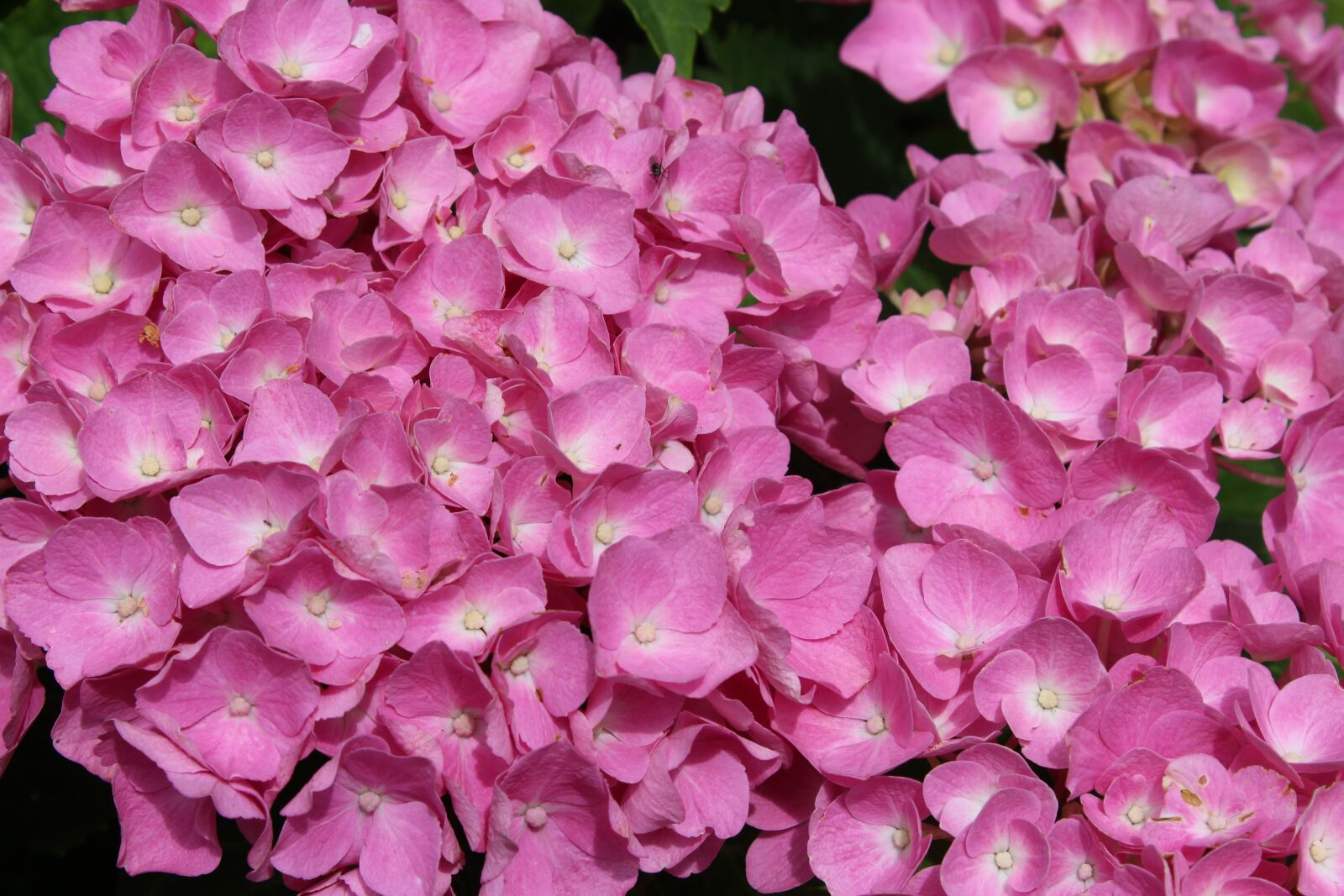 Canon EOS 1300D (EOS Rebel T6 / EOS Kiss X80) sample photo. Hydrangea, full bloom, pink photography