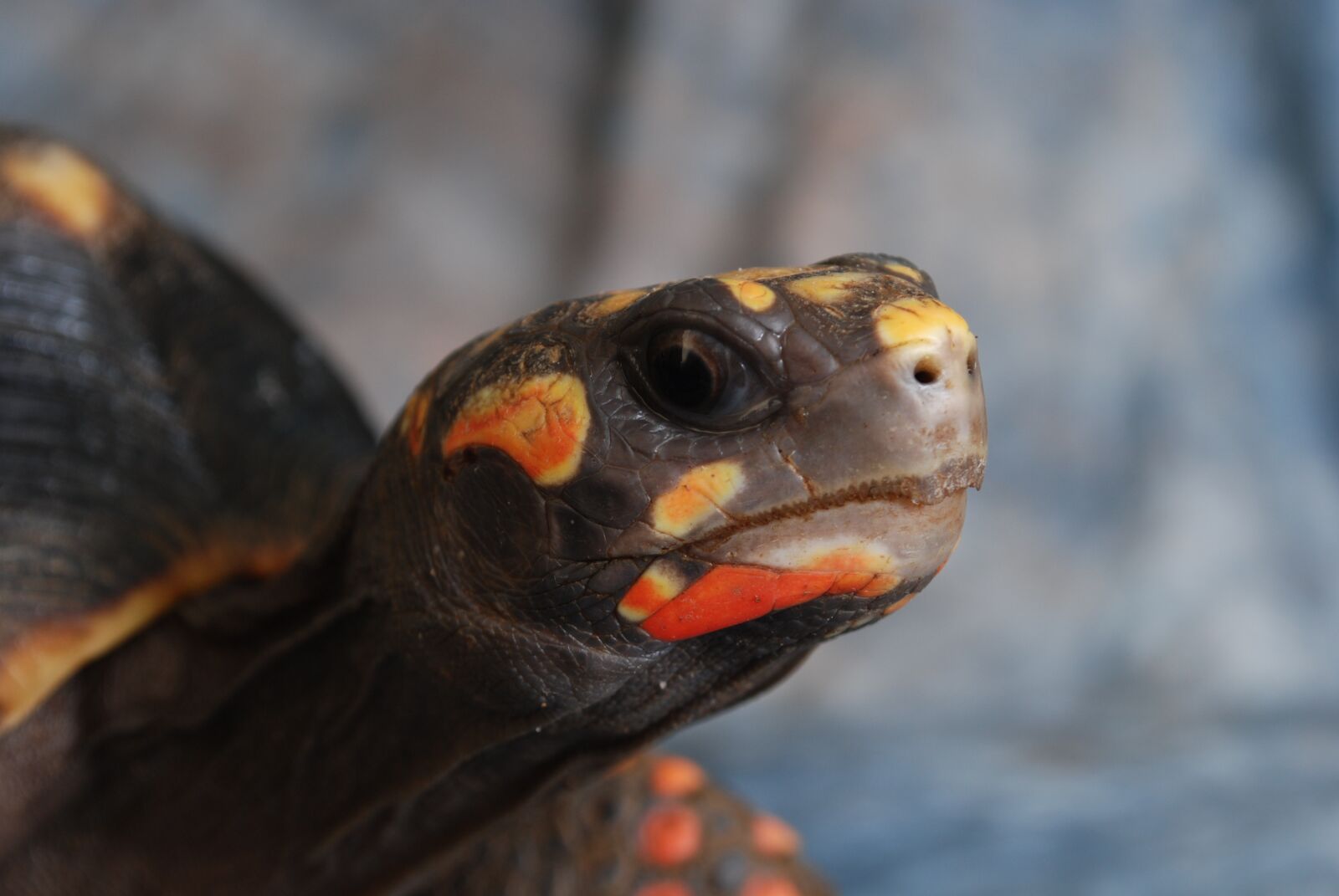 Nikon D60 sample photo. Turtle, shell, animal photography