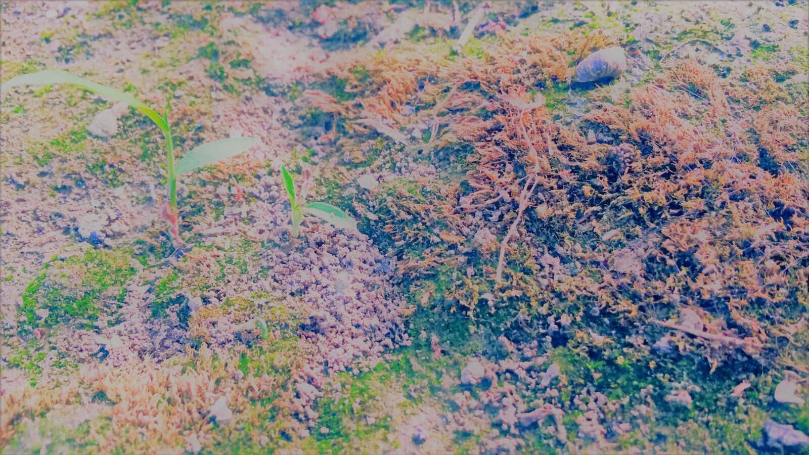 Samsung Galaxy S4 Mini sample photo. Background, brown, grass, desktop photography