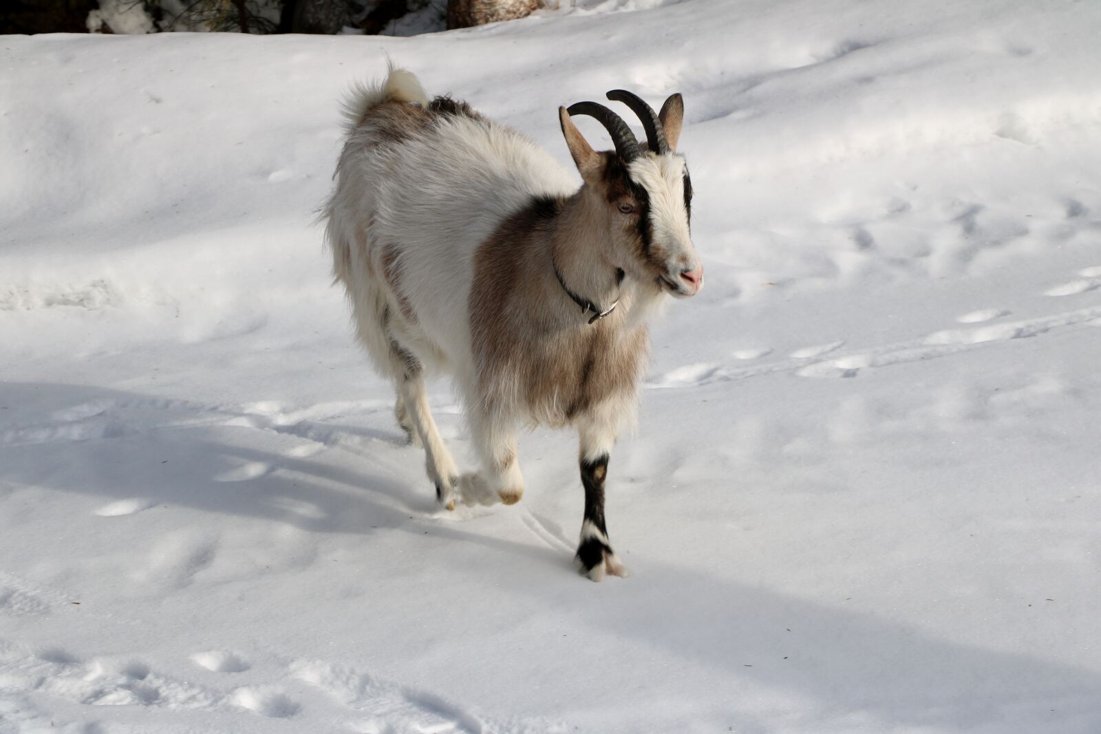 Canon EOS 750D (EOS Rebel T6i / EOS Kiss X8i) sample photo. Winter, snow, cold photography