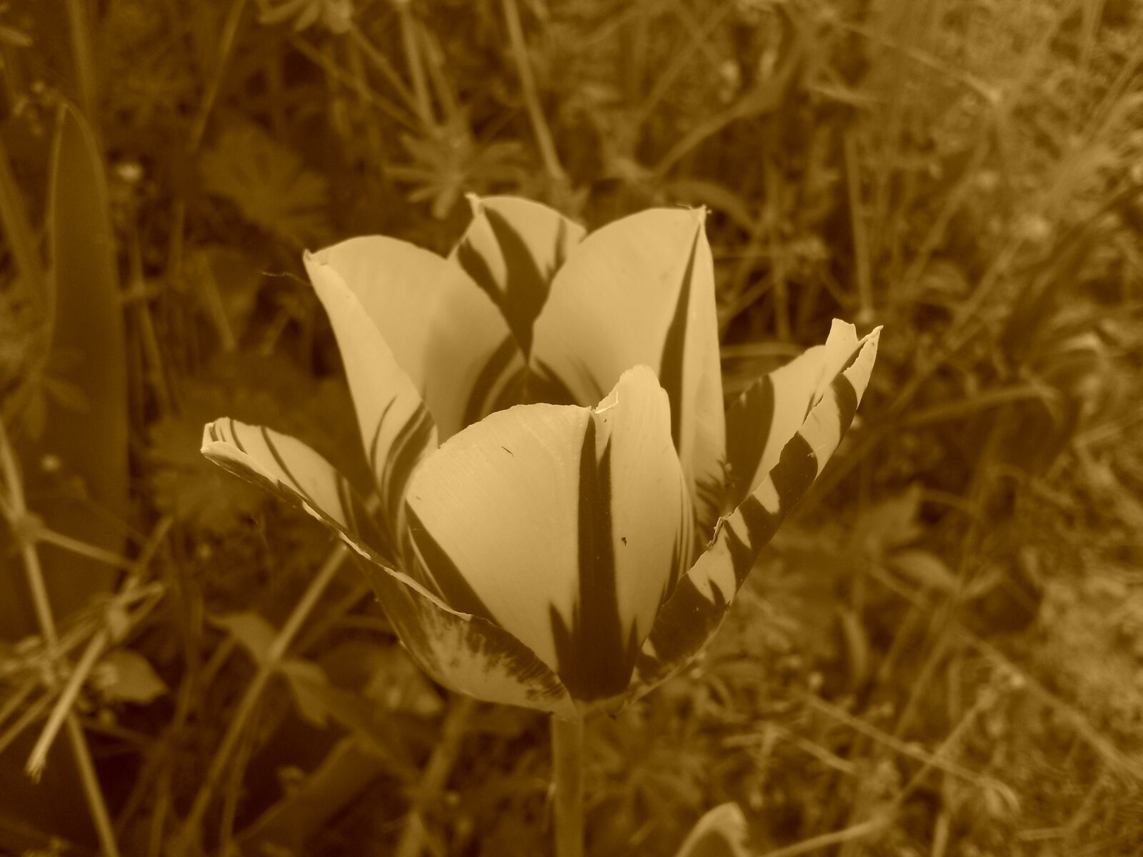 Samsung Galaxy S2 sample photo. Tulip, flower, spring photography