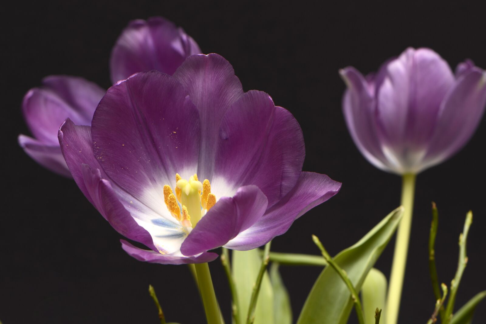 Nikon D7100 sample photo. Tulips, tulpenbluete, flowers photography