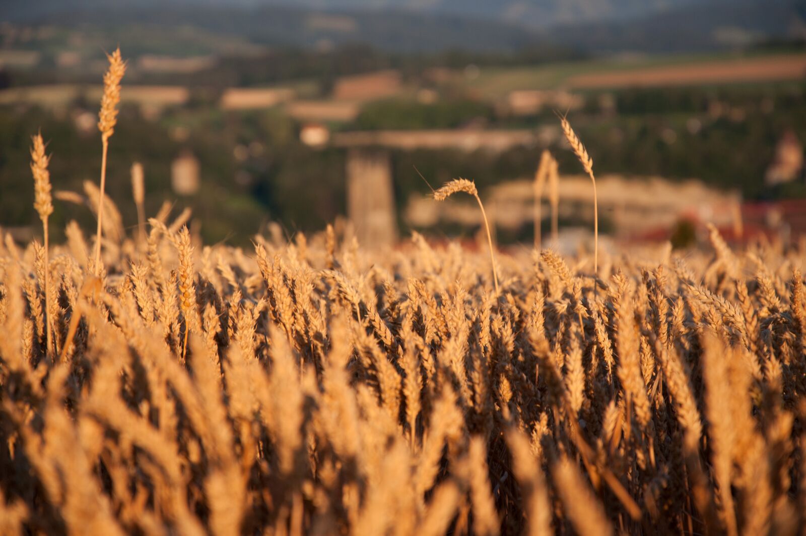 Nikon D90 sample photo. Field, cereals, nature photography