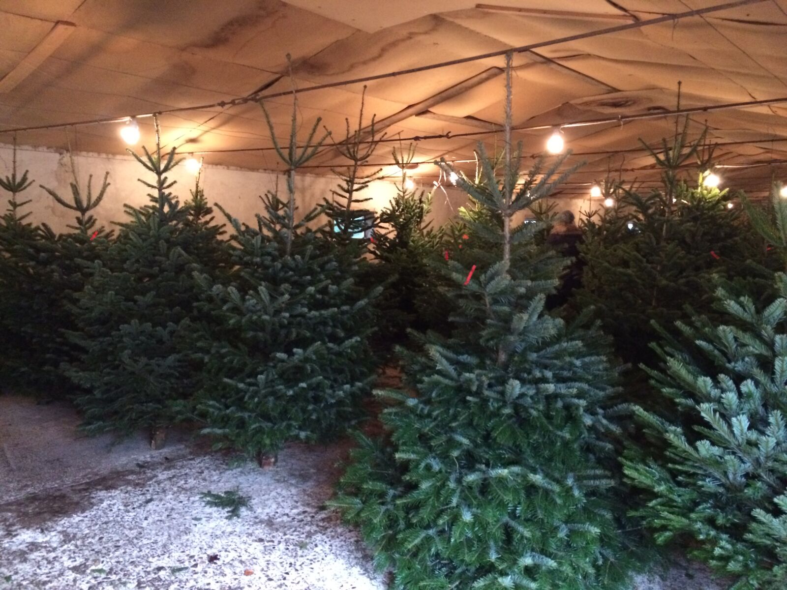 iPhone 5s back camera 4.15mm f/2.2 sample photo. Christmas, beaten, christmas tree photography