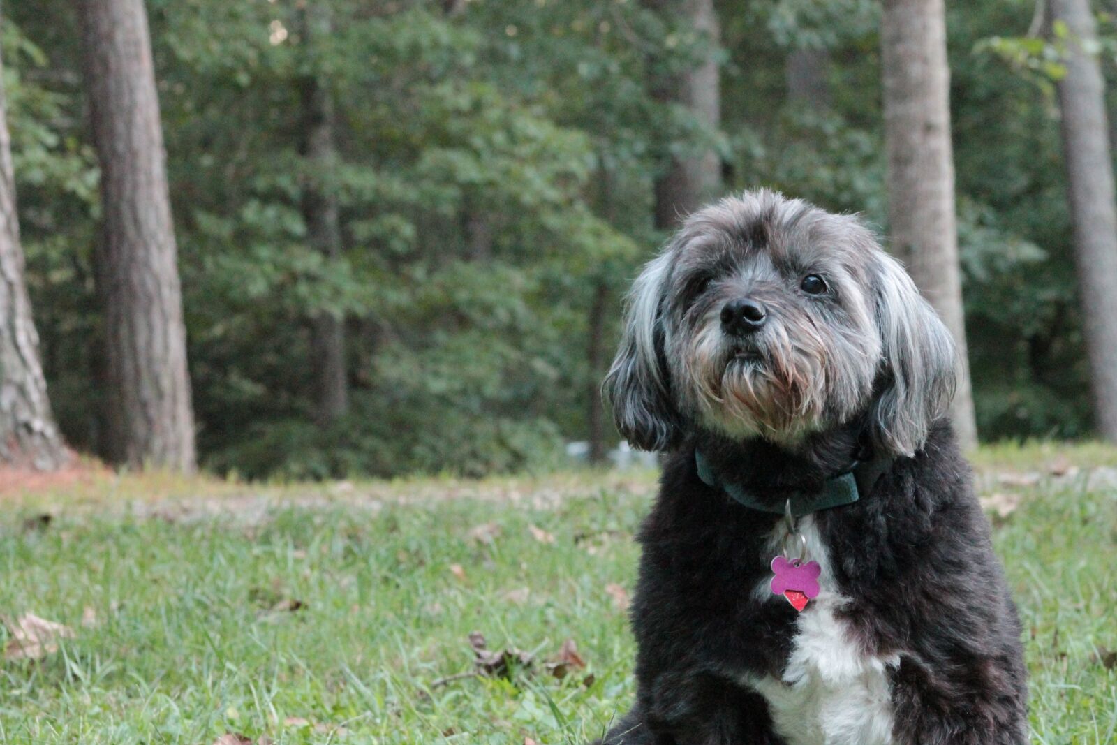 Canon EF 75-300mm f/4-5.6 sample photo. Dog, animal, mature photography