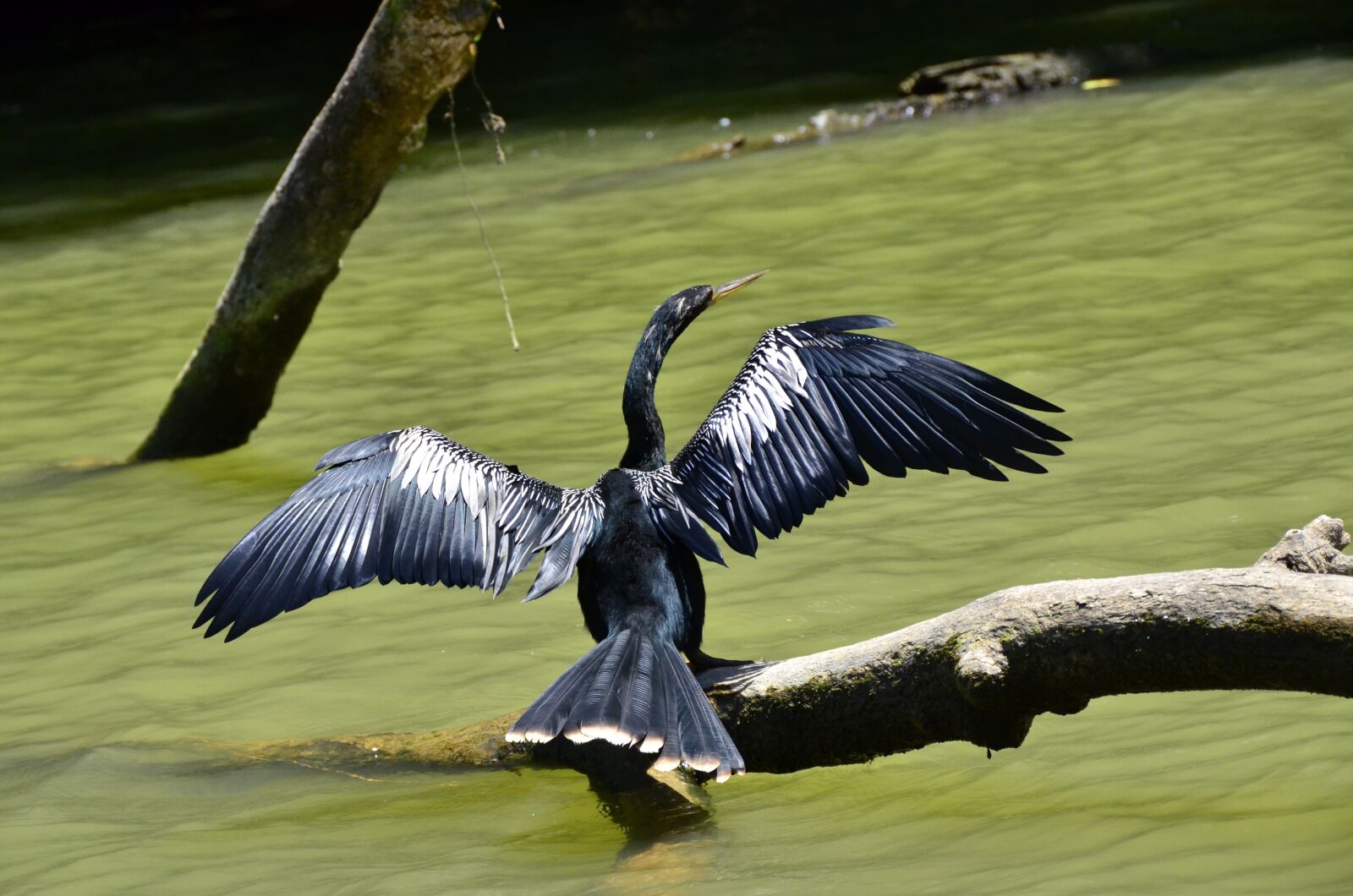 Nikon D7000 sample photo. Costa rica, darter, tortuguero photography