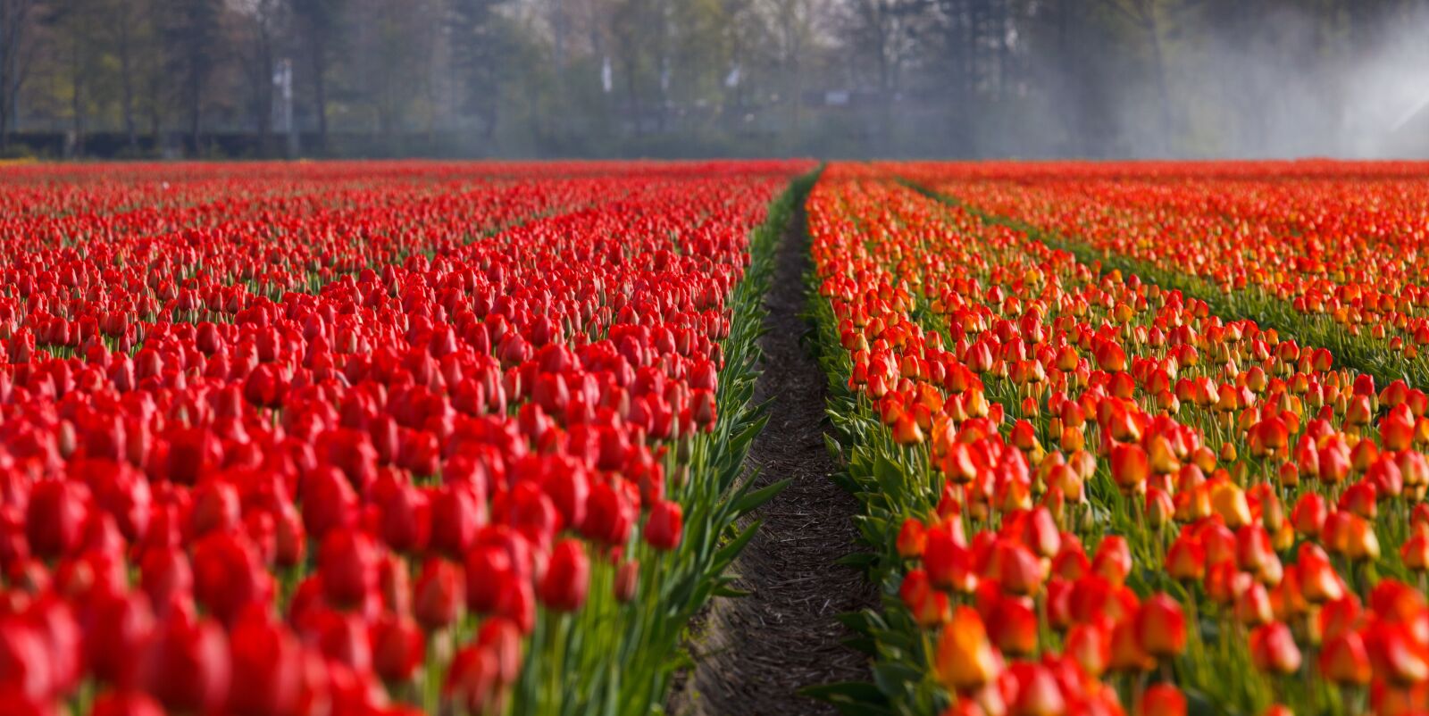 Canon EOS 5D Mark II sample photo. Red, field, flowers, garden photography