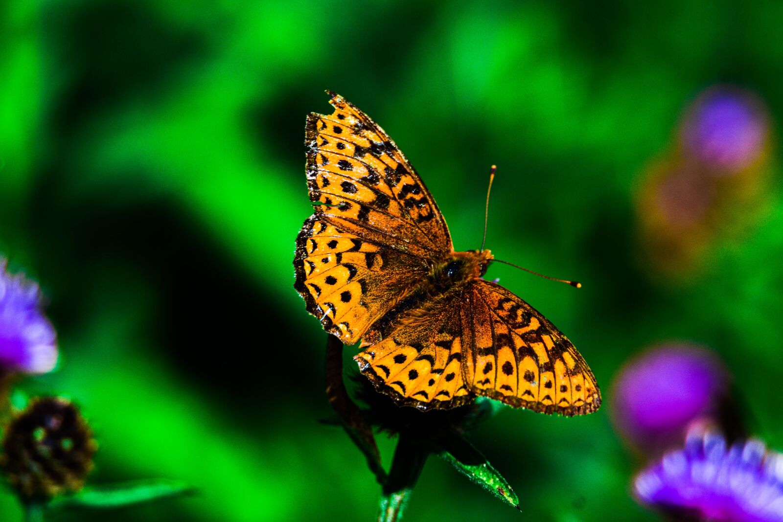 Tamron SP 150-600mm F5-6.3 Di VC USD sample photo. Butterfly, orange, bloom photography