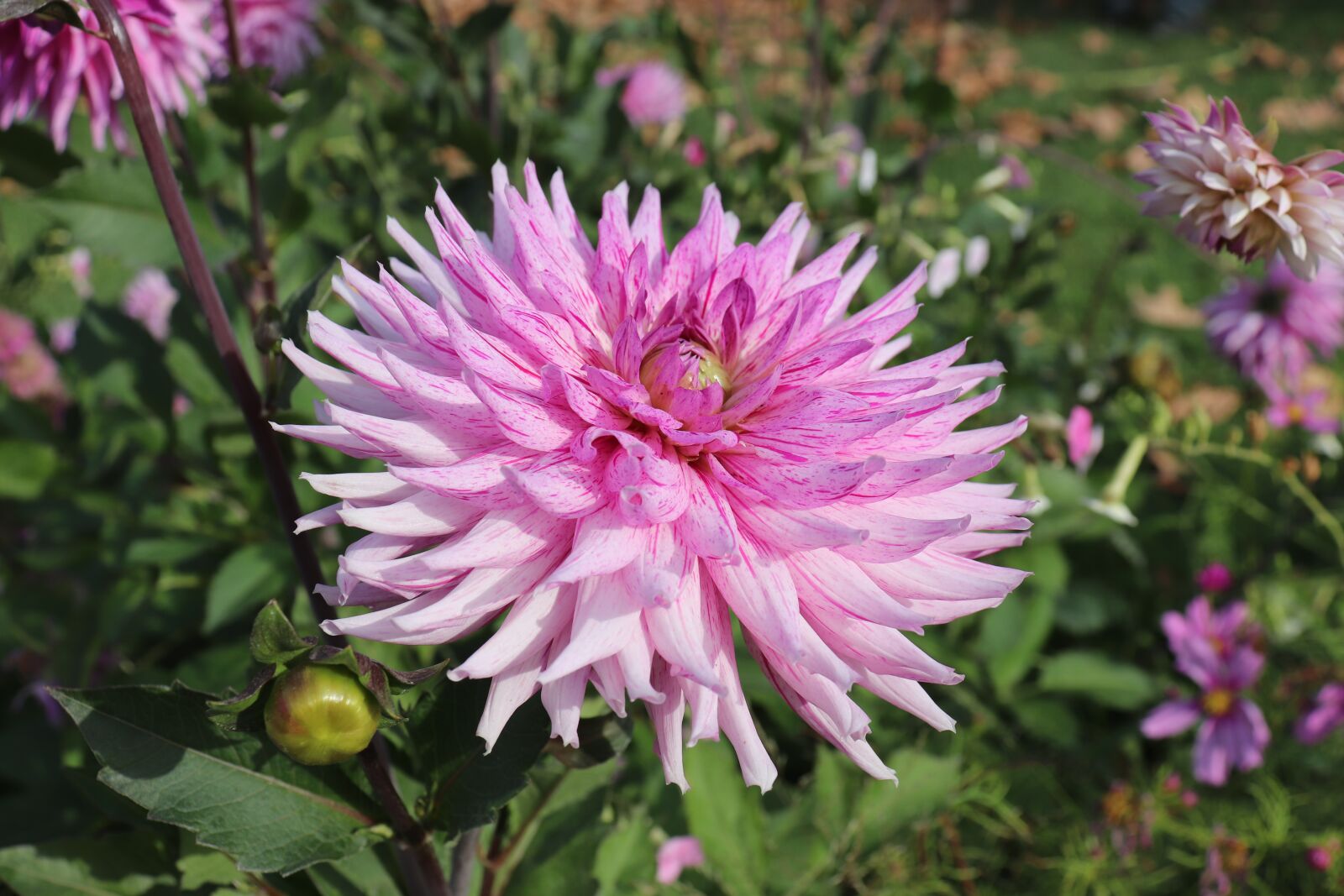 Canon EOS 800D (EOS Rebel T7i / EOS Kiss X9i) sample photo. Dahlias, flowers, color pink photography