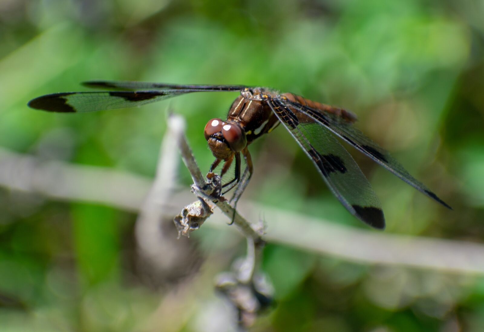 Nikon D3400 sample photo. Dragonfly, bug, insect photography