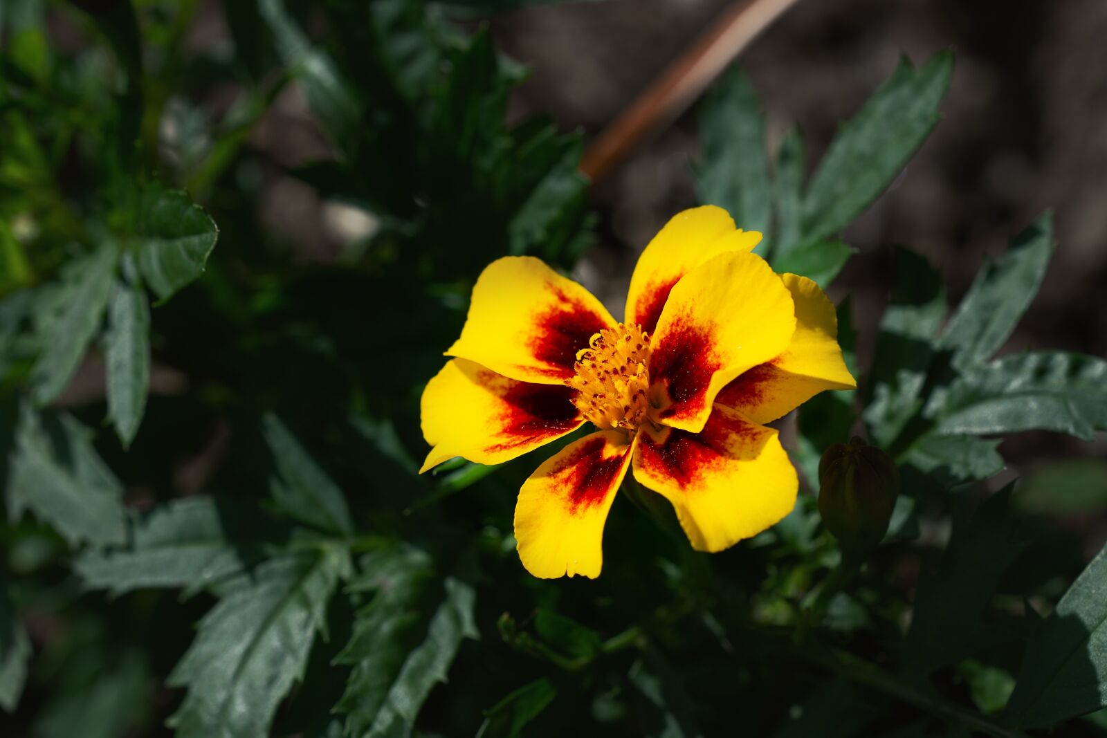 Nikon D7100 sample photo. Flower, yellow, yellow flower photography