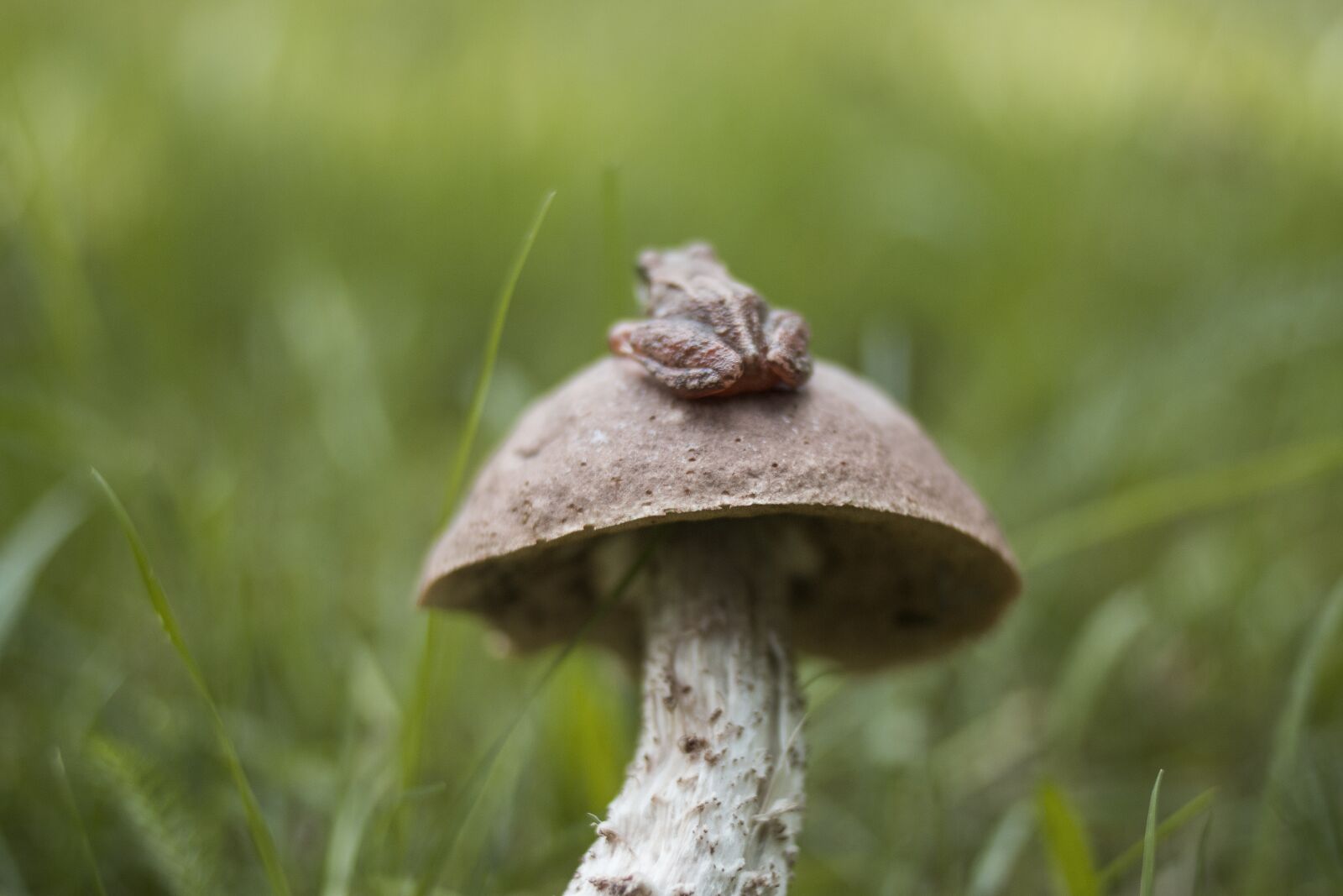 Canon EOS 70D + Canon EF 35mm F2 sample photo. Mushroom, nature, autumn photography
