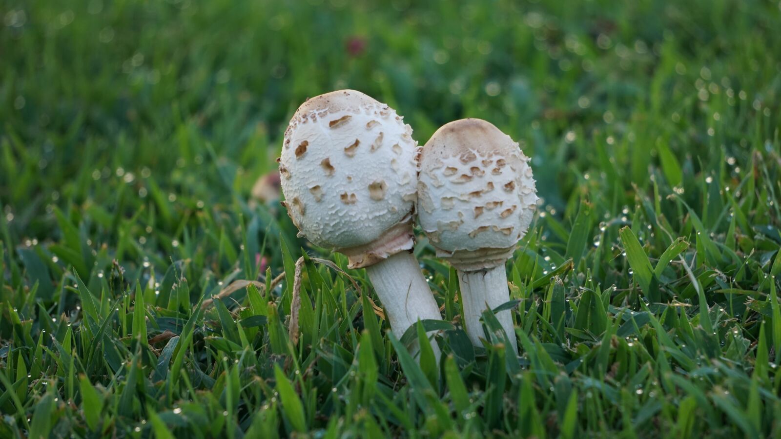 Sony E 55-210mm F4.5-6.3 OSS sample photo. Mushroom, nature, white photography